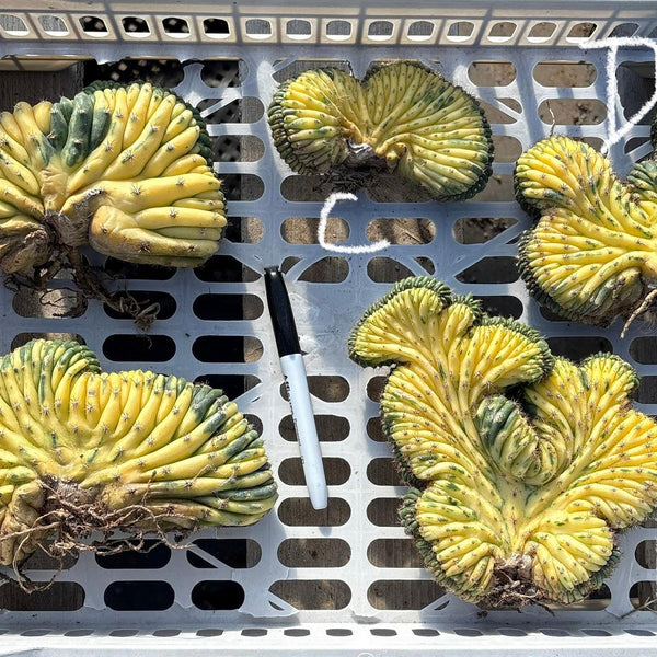 San Pedro Cactus for Sale Trichocereus