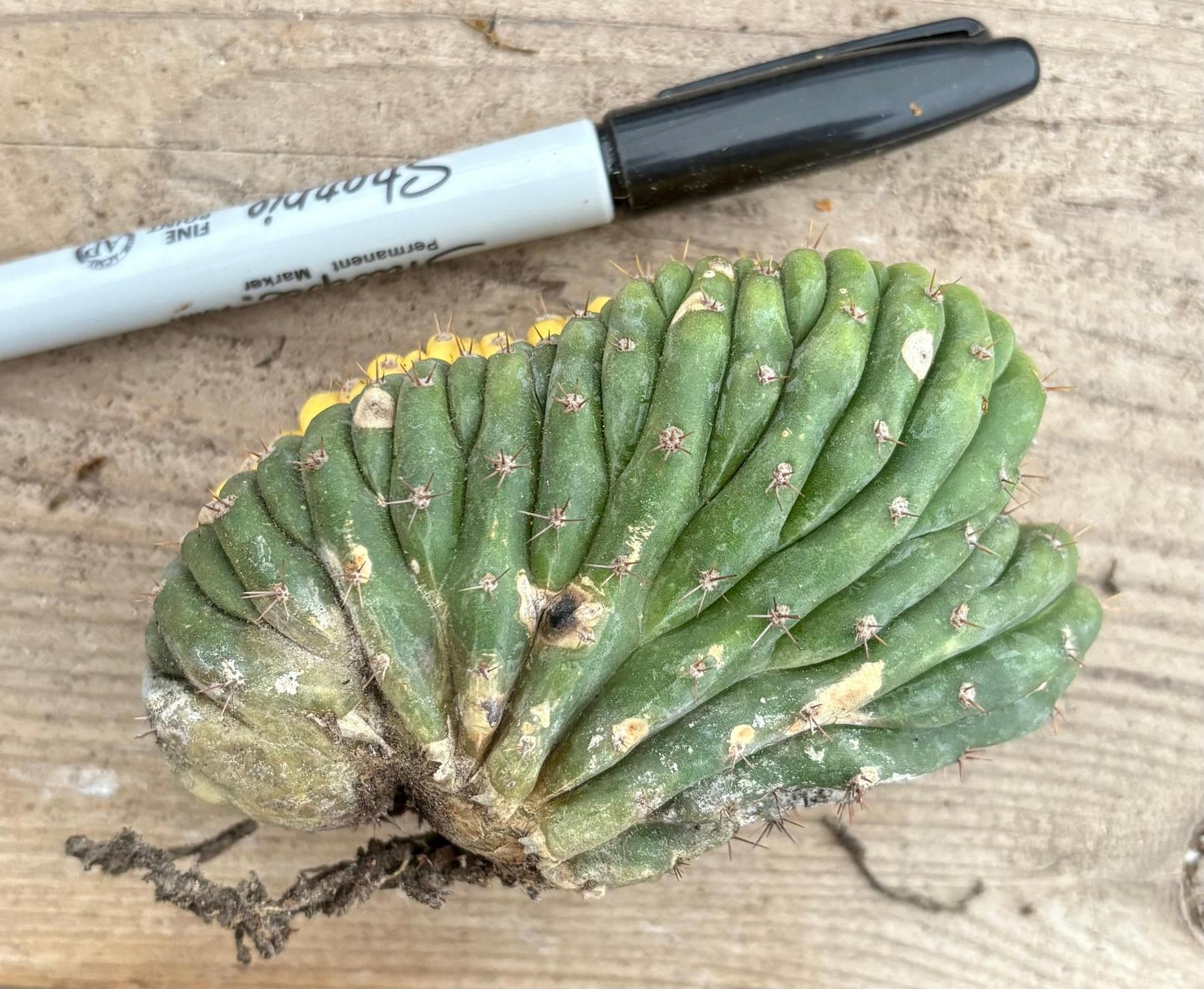 #EC260 EXACT Trichocereus Pachanoi Variegated and Crested Ornamental Cactus-Cactus - Large - Exact-The Succulent Source