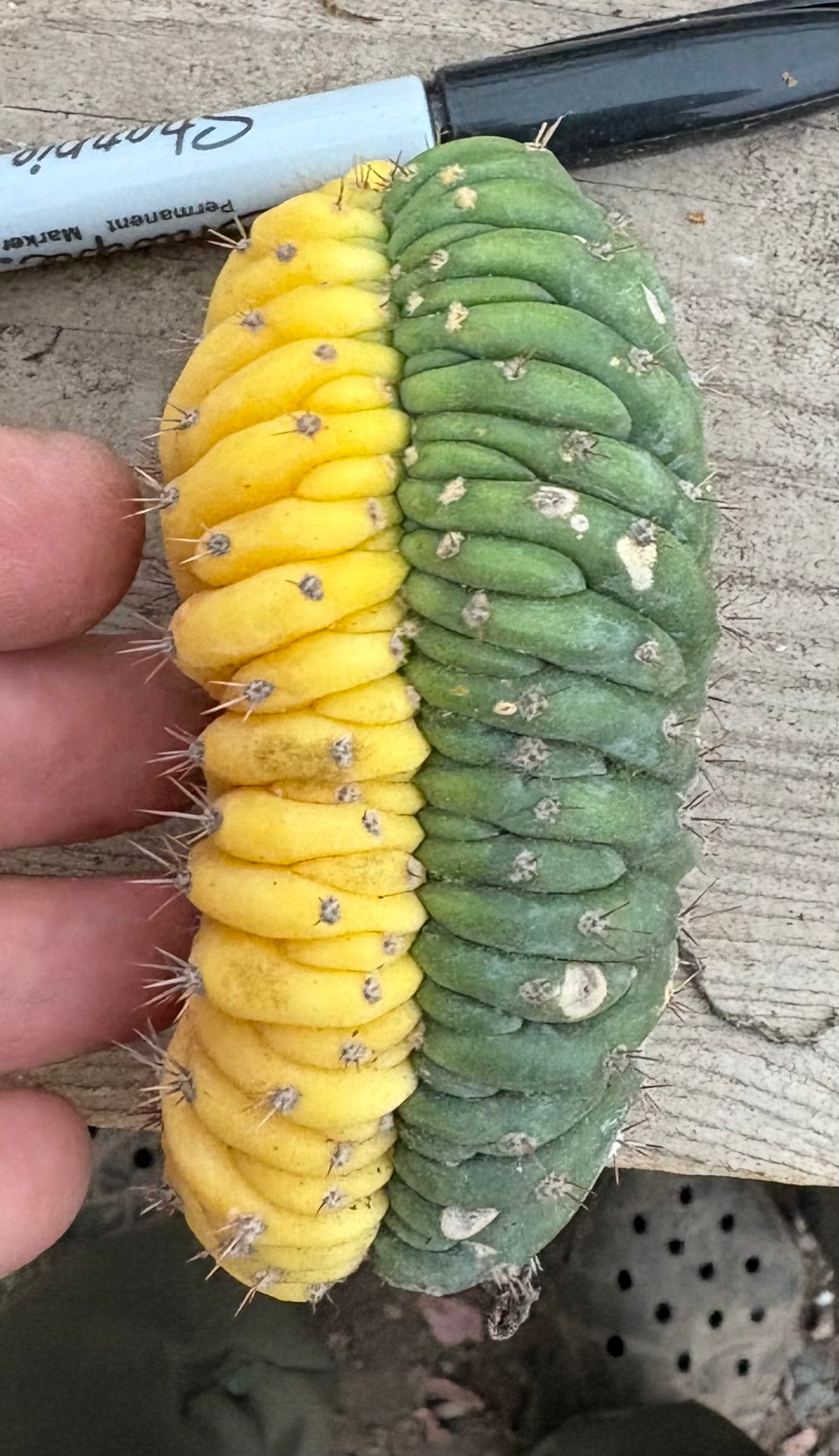 #EC260 EXACT Trichocereus Pachanoi Variegated and Crested Ornamental Cactus-Cactus - Large - Exact-The Succulent Source