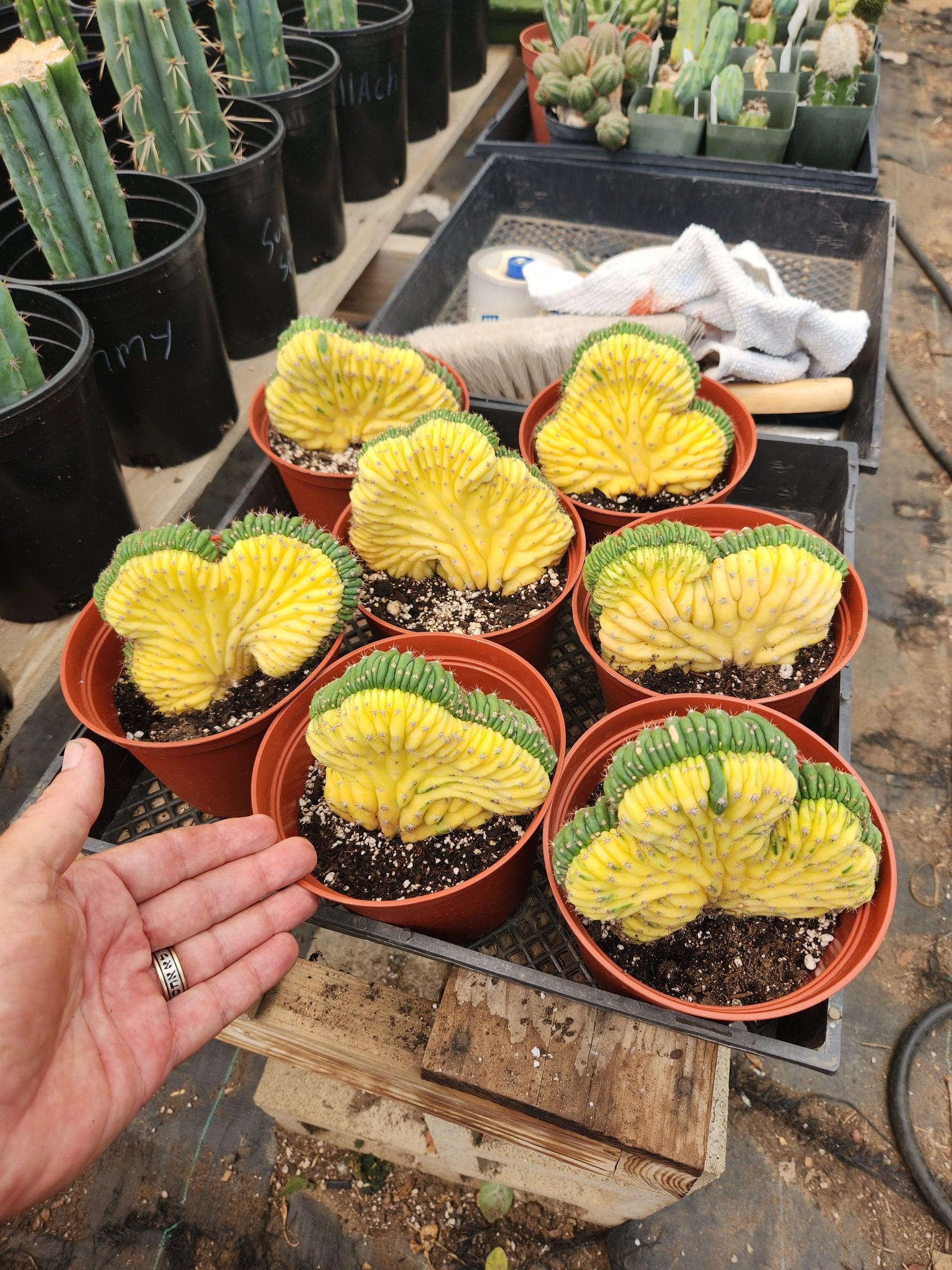 #EC260 EXACT Trichocereus Pachanoi Variegated and Crested Ornamental Cactus-Cactus - Large - Exact-The Succulent Source