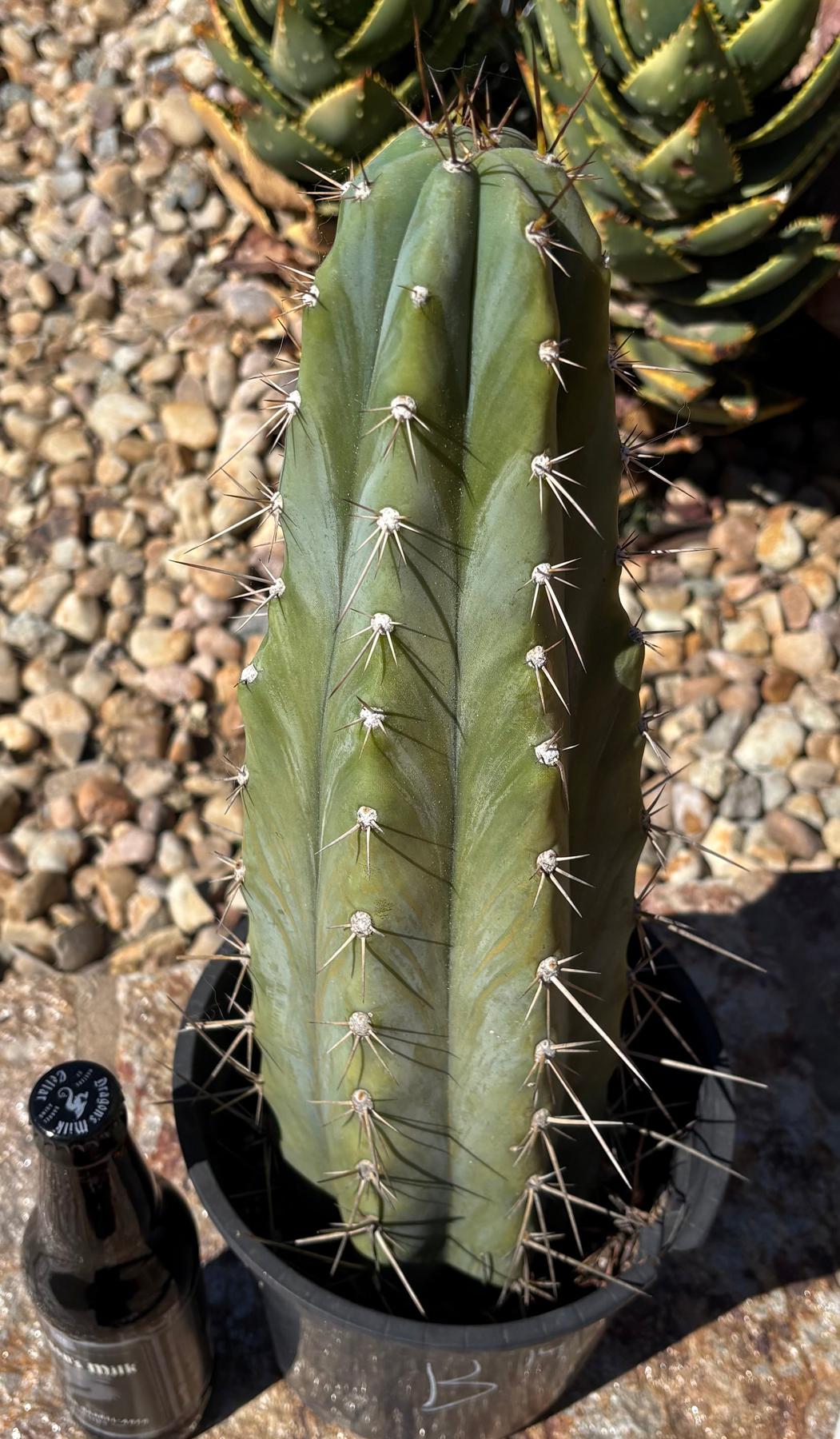 #EC261 “B” EXACT Trichocereus Peruvianus TSSBP Ornamental Cactus 14”-Cactus - Large - Exact-The Succulent Source