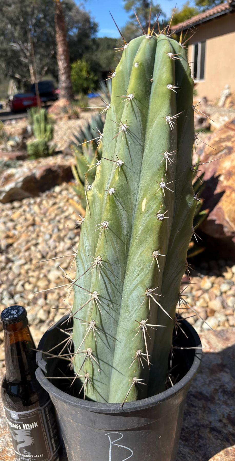 #EC261 “B” EXACT Trichocereus Peruvianus TSSBP Ornamental Cactus 14”-Cactus - Large - Exact-The Succulent Source