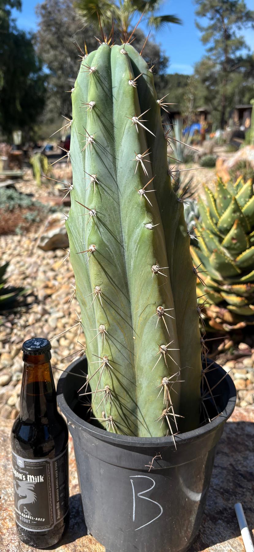 #EC261 “B” EXACT Trichocereus Peruvianus TSSBP Ornamental Cactus 14”-Cactus - Large - Exact-The Succulent Source