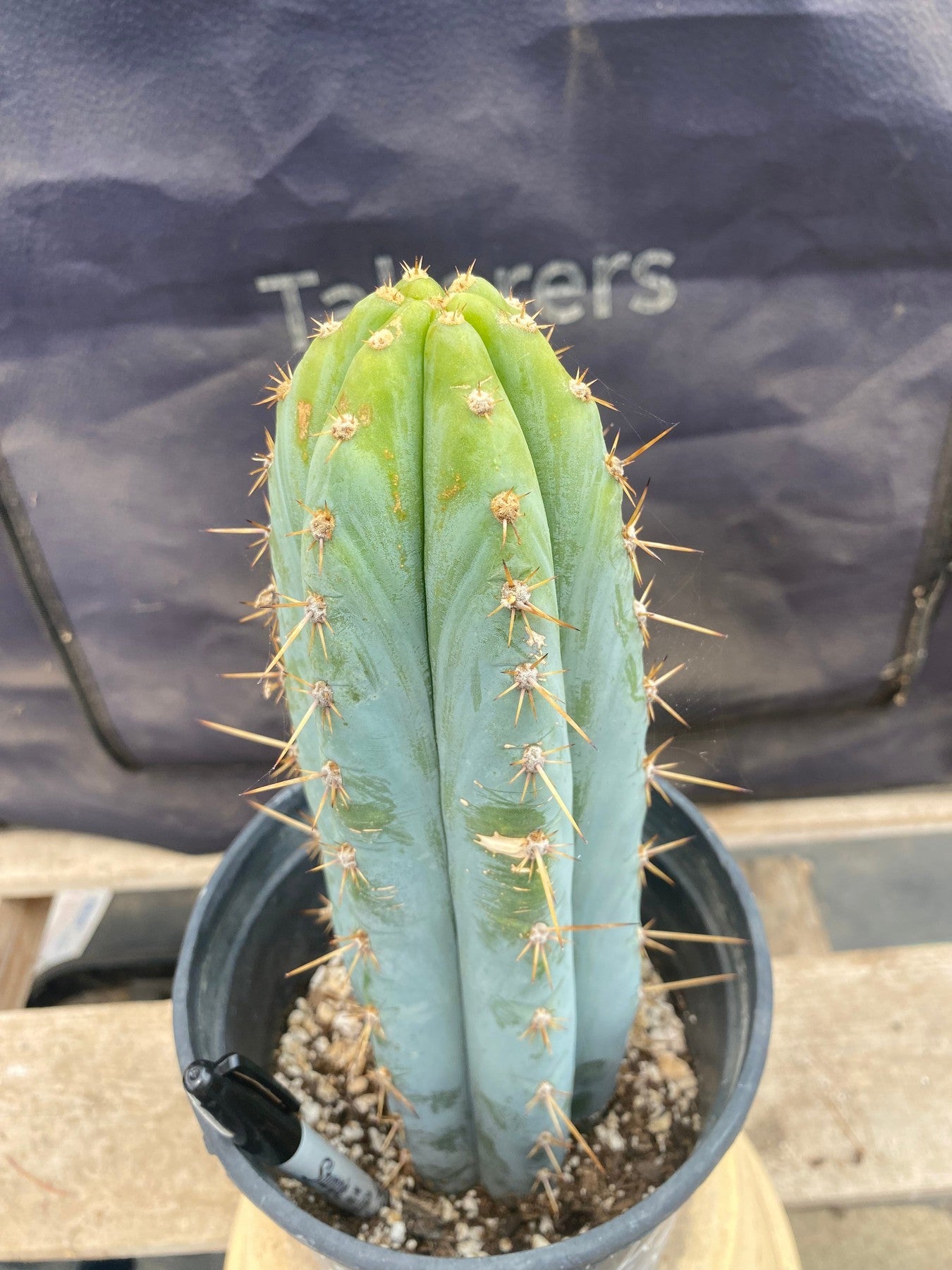 #EC261 EXACT Trichocereus Peruvianus TSSBP Ornamental Cactus 10.5"-Cactus - Large - Exact-The Succulent Source