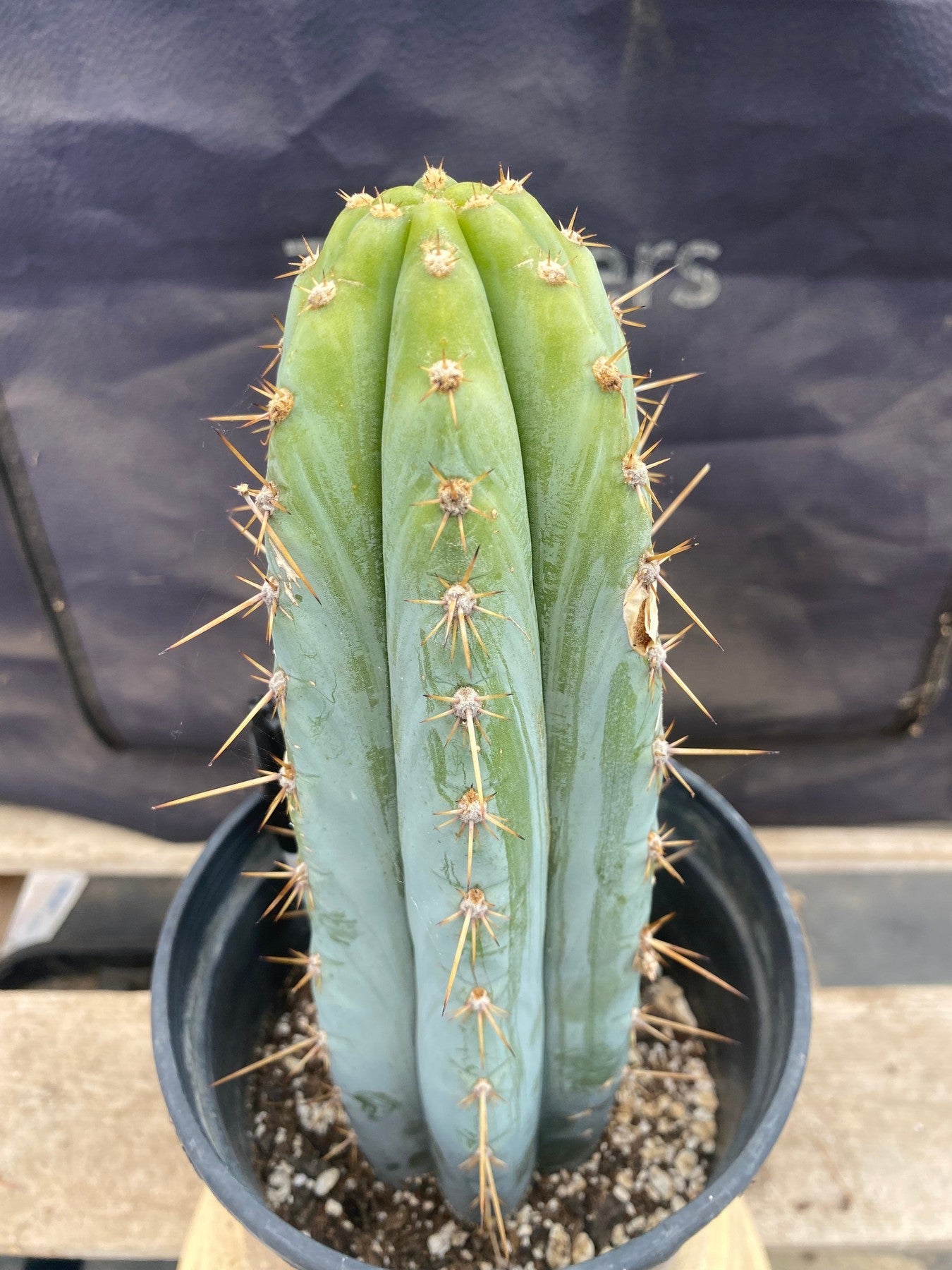 #EC261 EXACT Trichocereus Peruvianus TSSBP Ornamental Cactus 10.5"-Cactus - Large - Exact-The Succulent Source