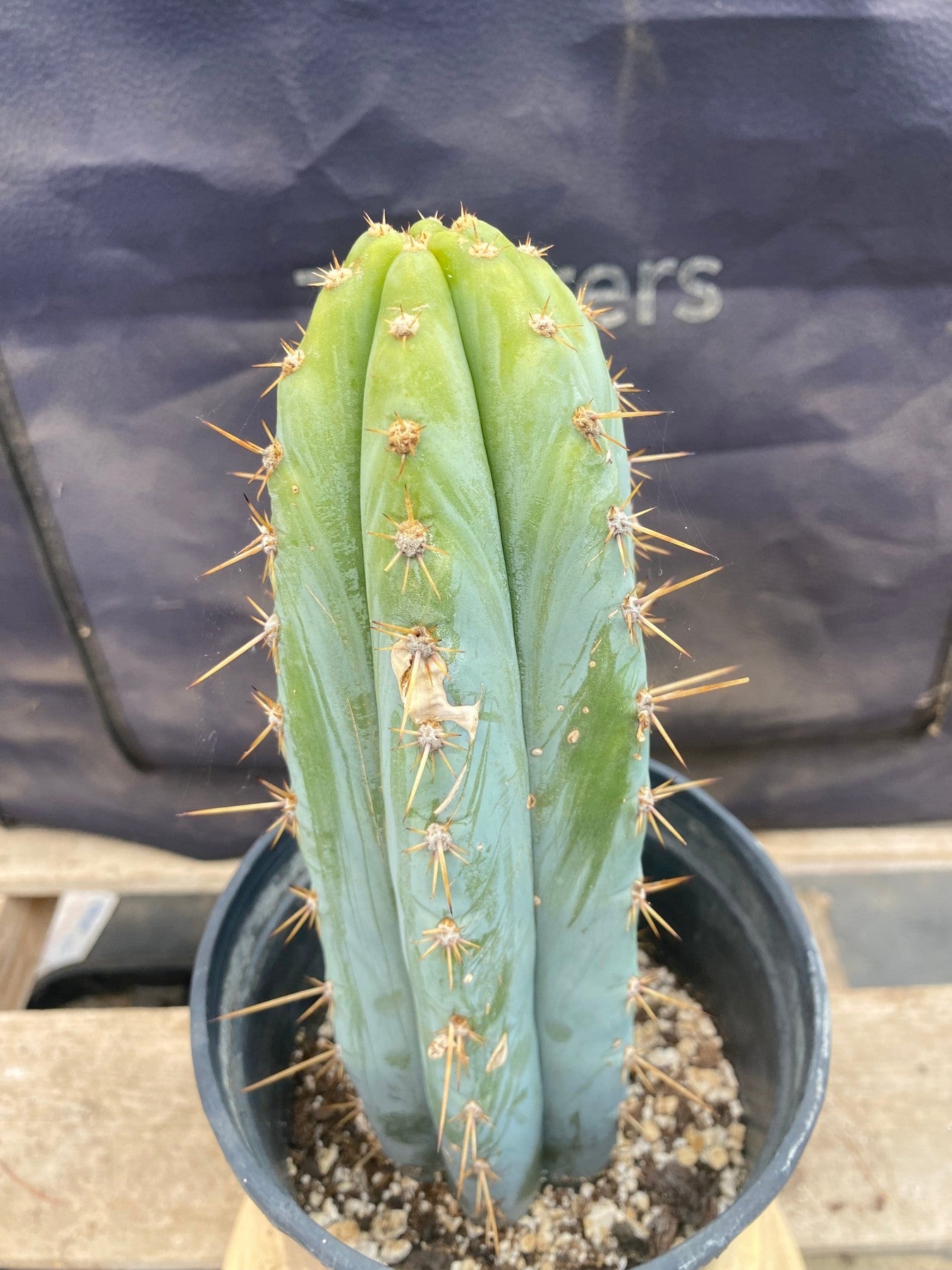 #EC261 EXACT Trichocereus Peruvianus TSSBP Ornamental Cactus 10.5"-Cactus - Large - Exact-The Succulent Source