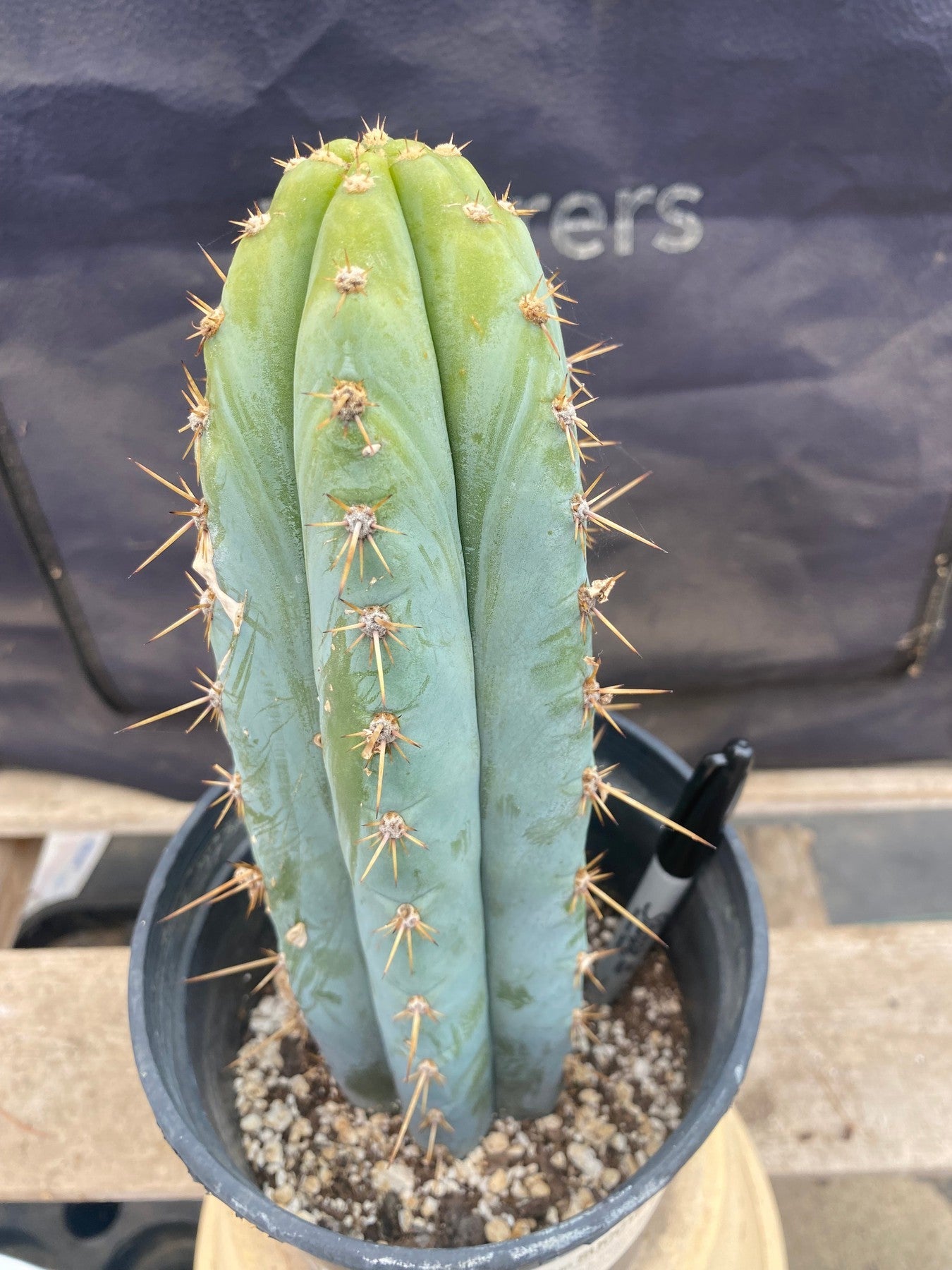 #EC261 EXACT Trichocereus Peruvianus TSSBP Ornamental Cactus 10.5"-Cactus - Large - Exact-The Succulent Source