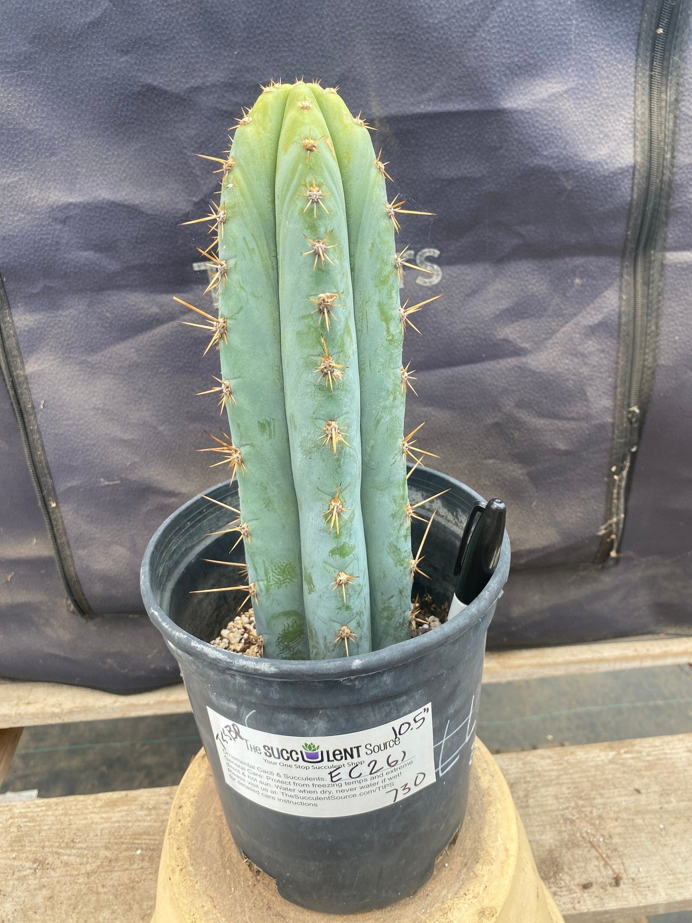 #EC261 EXACT Trichocereus Peruvianus TSSBP Ornamental Cactus 10.5"-Cactus - Large - Exact-The Succulent Source