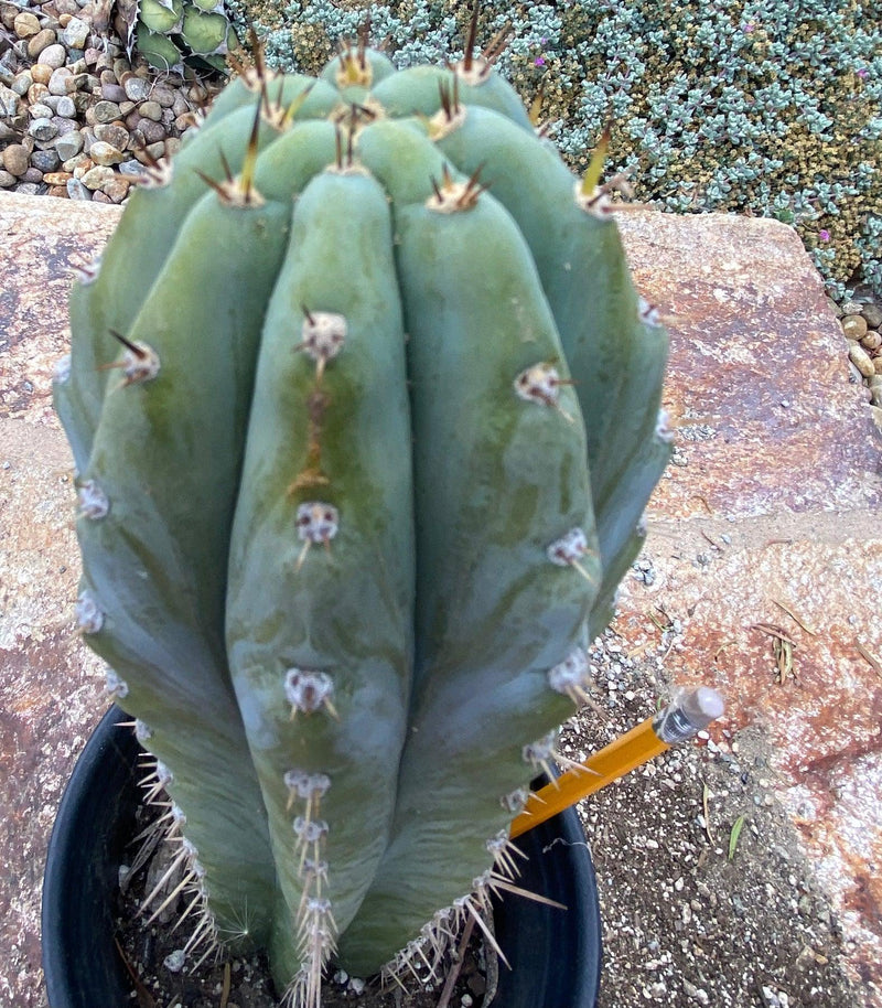 #EC261 EXACT Trichocereus Peruvianus TSSBP Ornamental Cactus 12.5