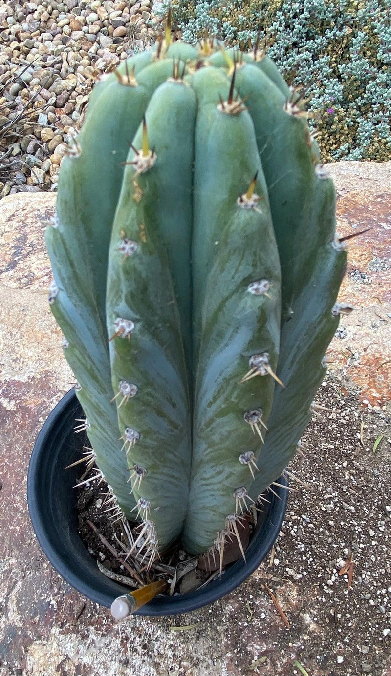 #EC261 EXACT Trichocereus Peruvianus TSSBP Ornamental Cactus 12.5