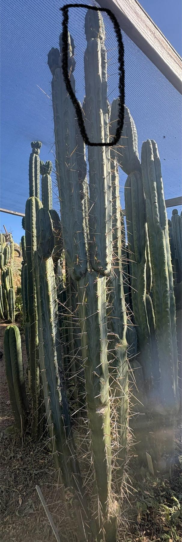 succulent source san pedro #EC261 Trichocereus Peruvianus X Bridgesii “Swerve” Cactus Cutting 8-10”