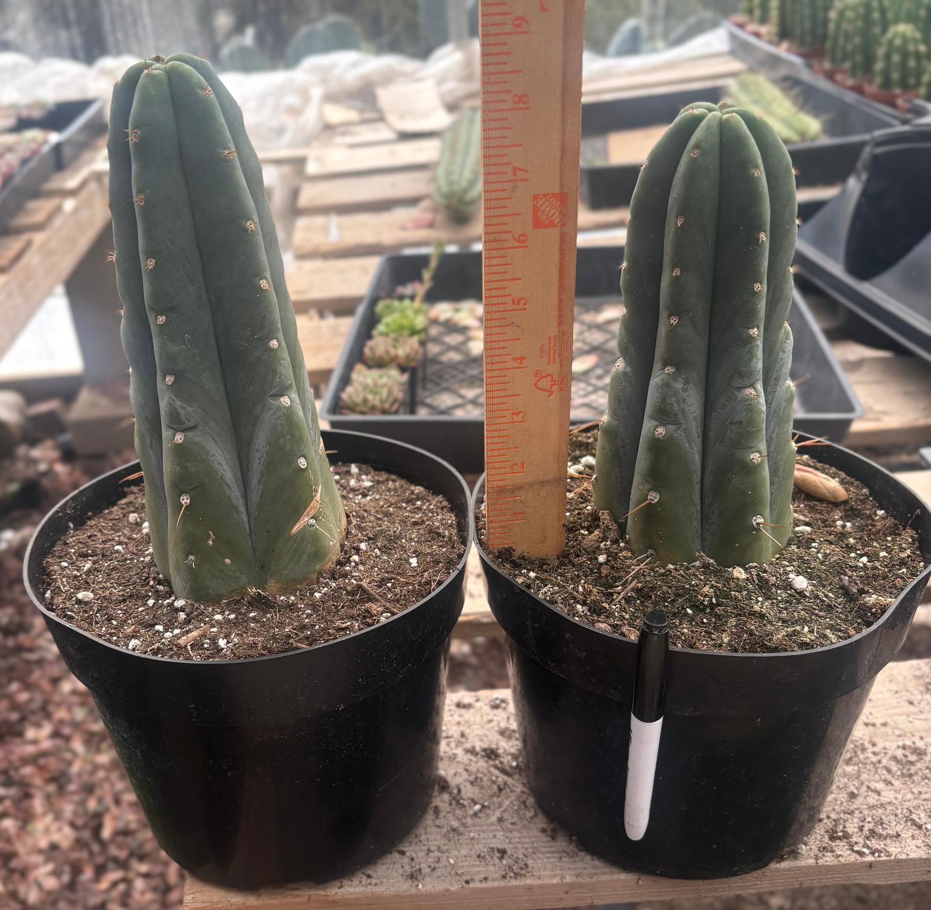 #EC262 EXACT Trichocereus Huanu aka Huanucoensis 8” potted-Cactus - Large - Exact-The Succulent Source