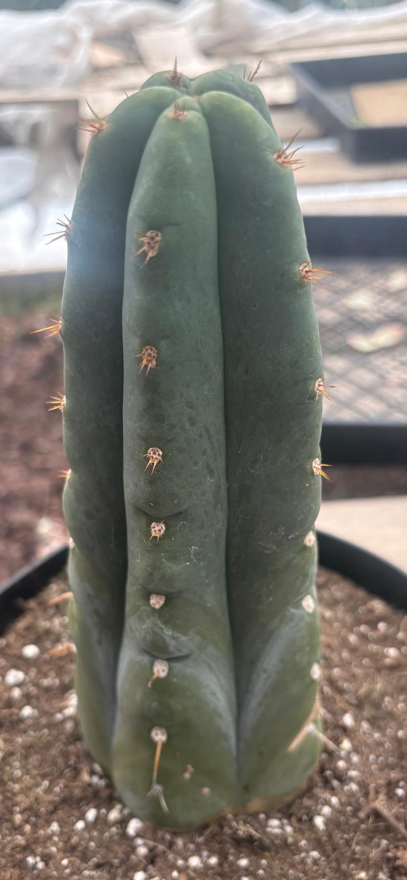 #EC262 EXACT Trichocereus Huanu aka Huanucoensis 8” potted-Cactus - Large - Exact-The Succulent Source