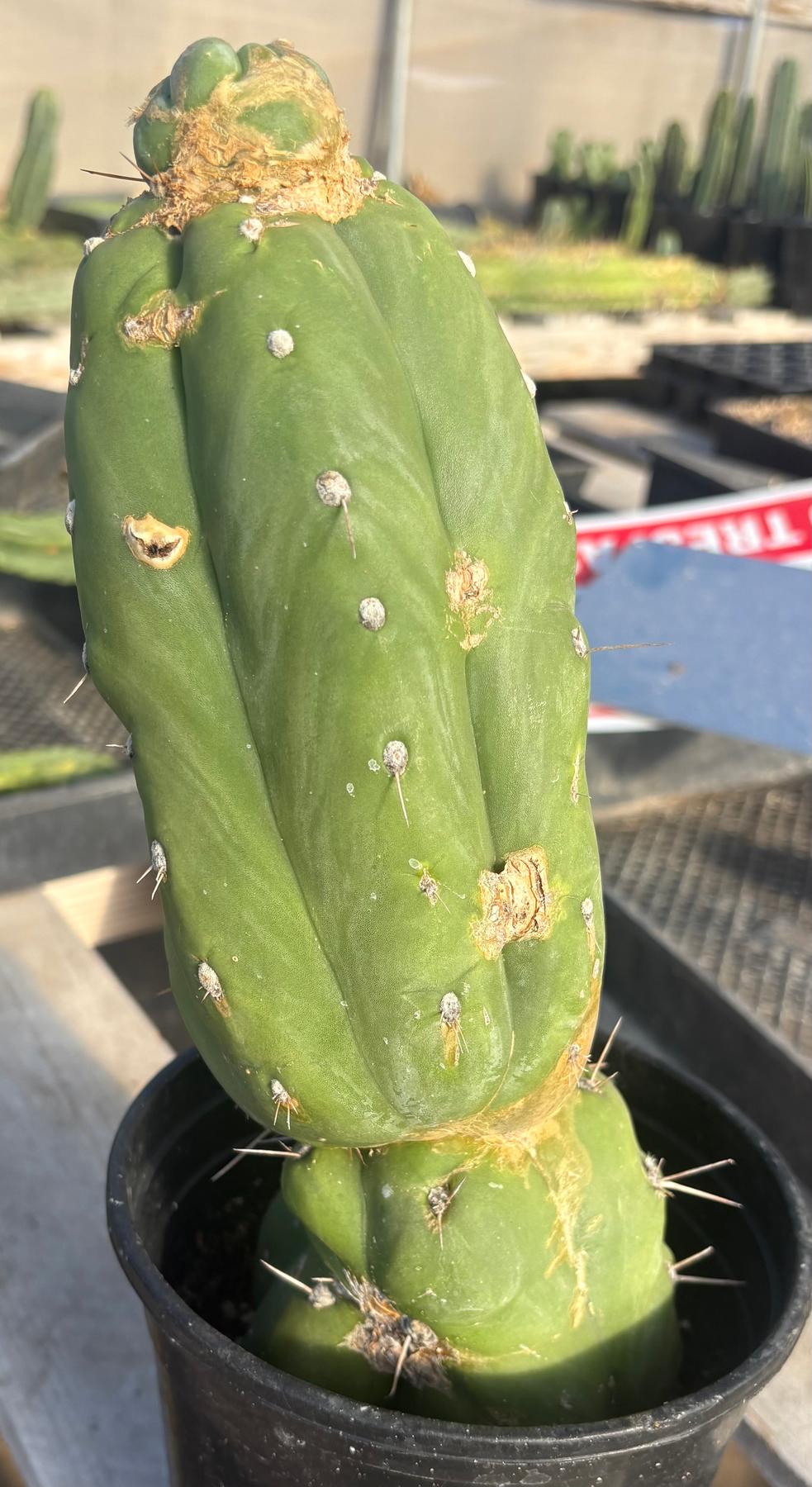 #EC262 EXACT Trichocereus Jiimz Huanucoensis 12”-Cactus - Large - Exact-The Succulent Source