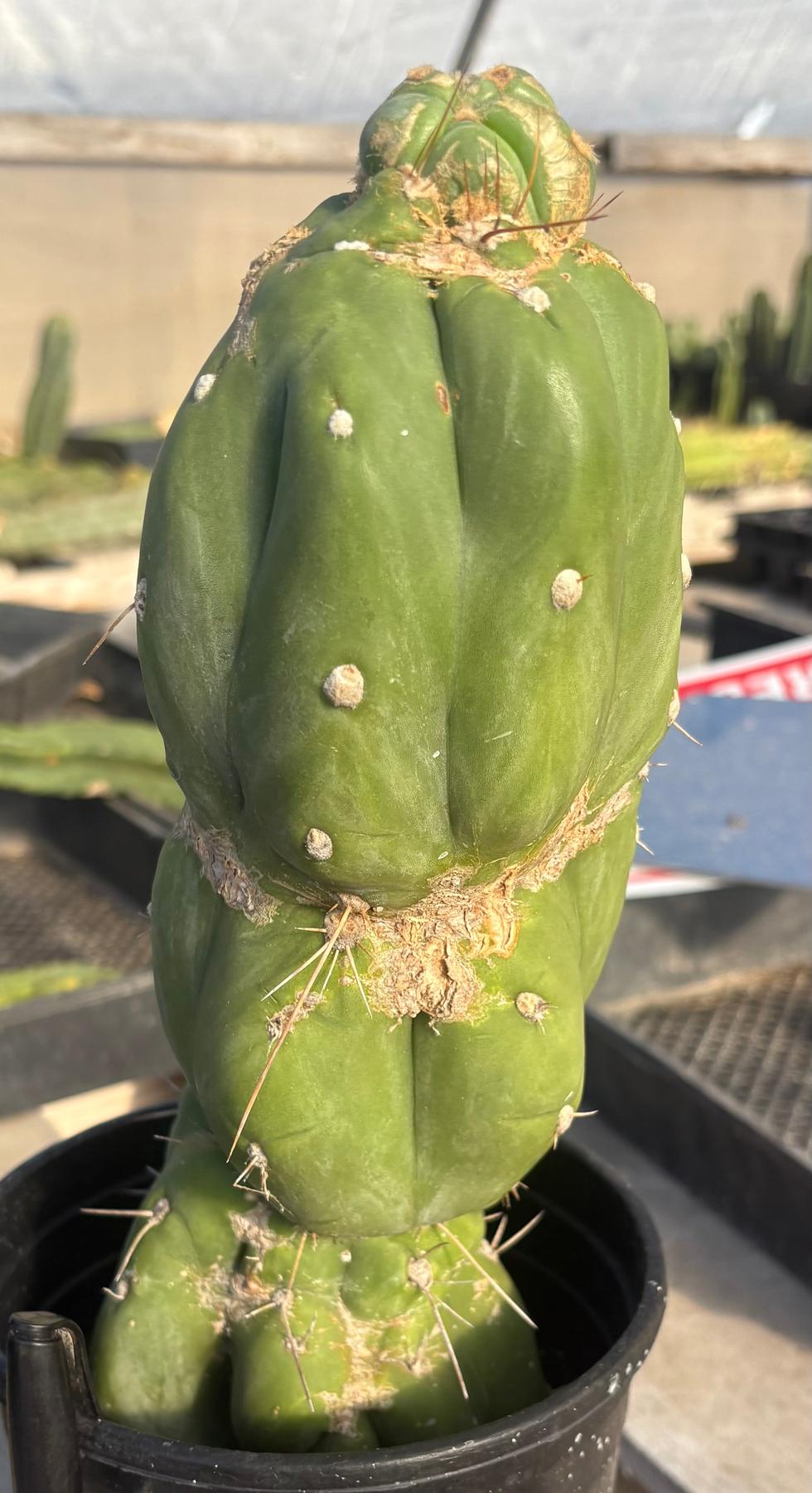 #EC262 EXACT Trichocereus Jiimz Huanucoensis 12”-Cactus - Large - Exact-The Succulent Source