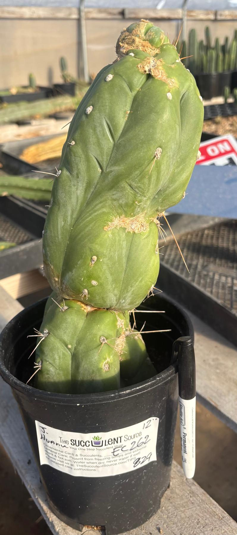 #EC262 EXACT Trichocereus Jiimz Huanucoensis 12”-Cactus - Large - Exact-The Succulent Source