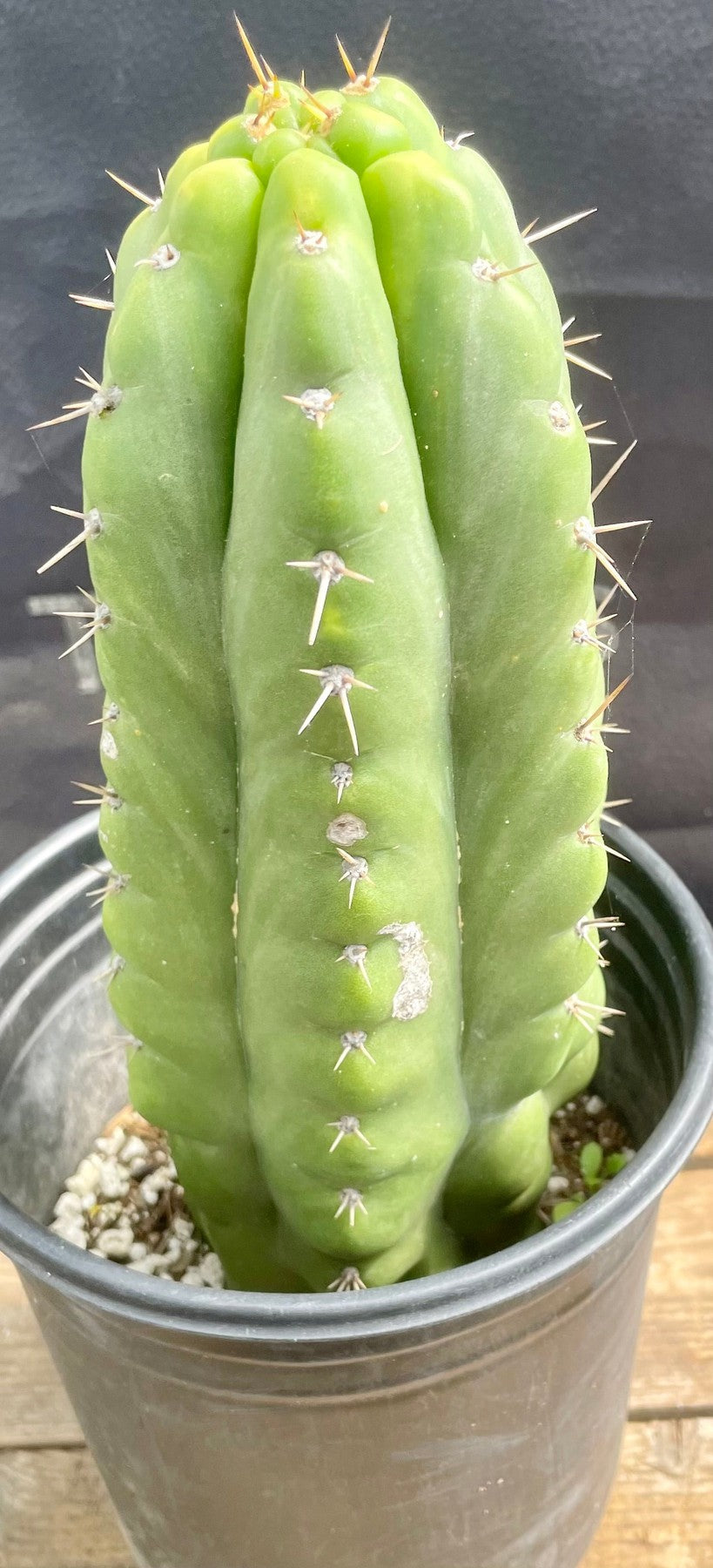 #EC262 EXACT Trichocereus Pachanoi Monstrose TPM Cactus 10"-Cactus - Large - Exact-The Succulent Source