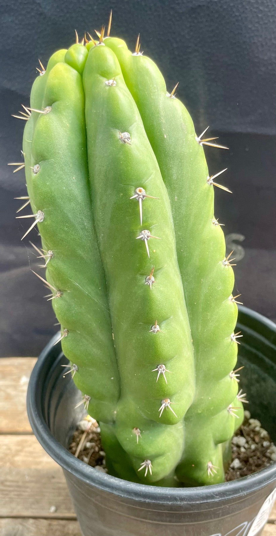 #EC262 EXACT Trichocereus Pachanoi Monstrose TPM Cactus 10"-Cactus - Large - Exact-The Succulent Source