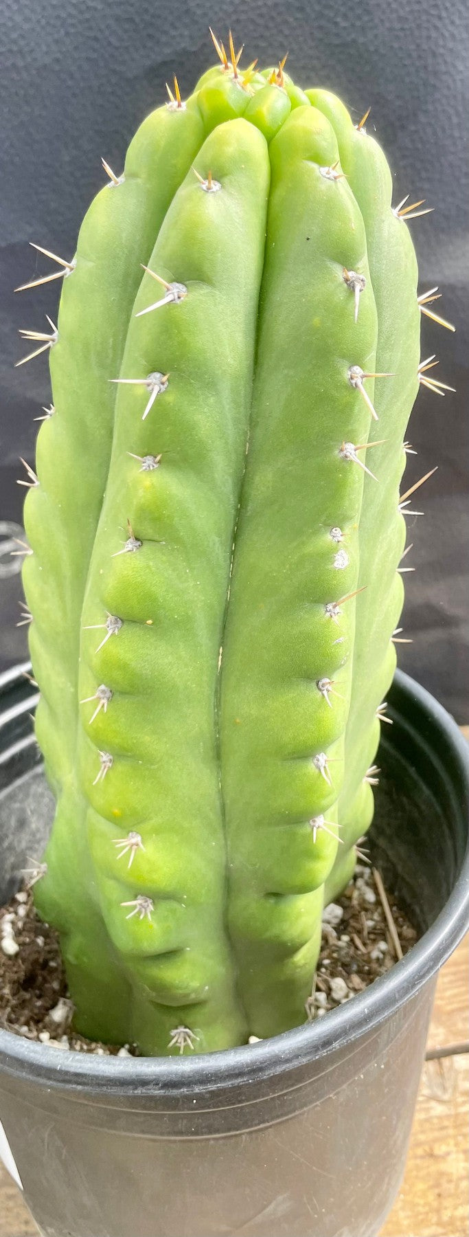#EC262 EXACT Trichocereus Pachanoi Monstrose TPM Cactus 10"-Cactus - Large - Exact-The Succulent Source