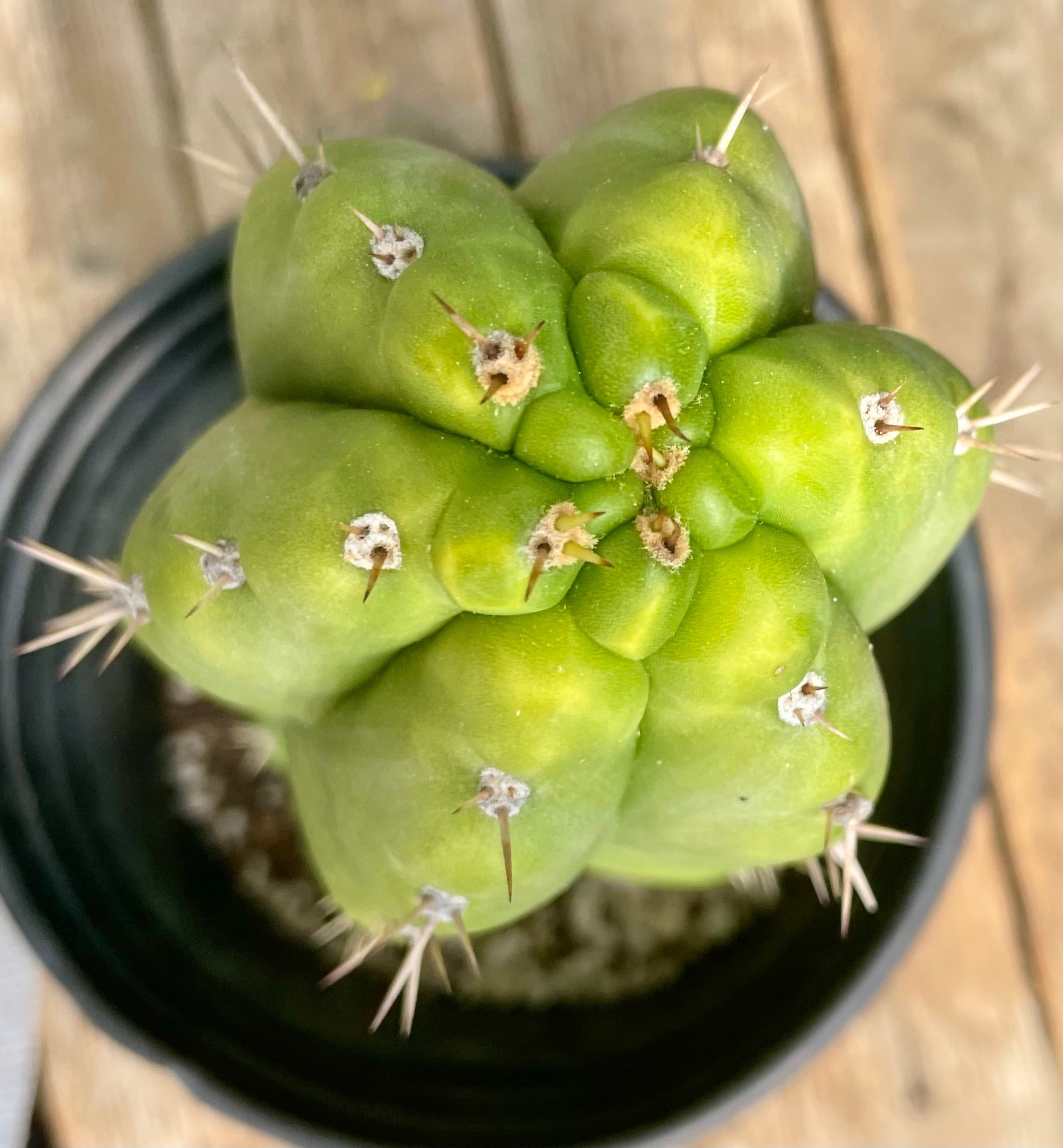 #EC262 EXACT Trichocereus Pachanoi Monstrose TPM Cactus 10"-Cactus - Large - Exact-The Succulent Source