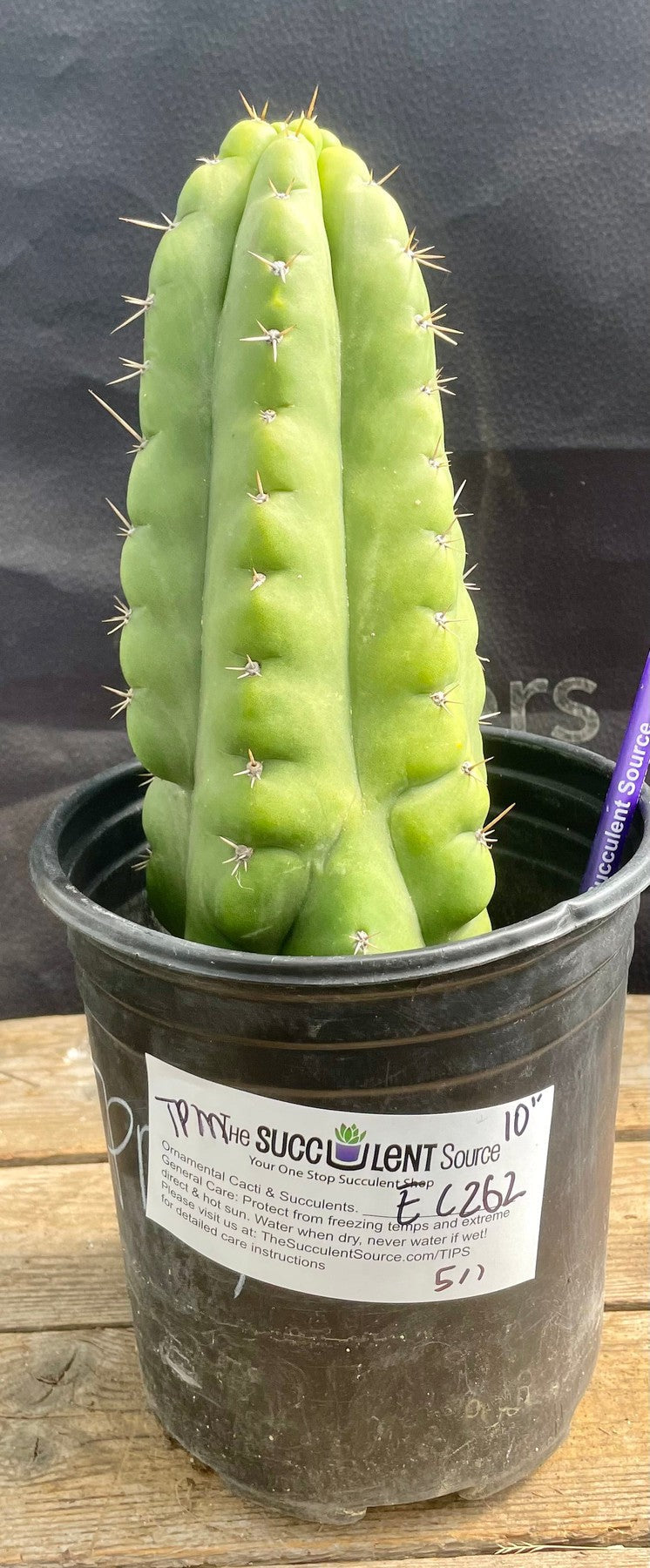#EC262 EXACT Trichocereus Pachanoi Monstrose TPM Cactus 10"-Cactus - Large - Exact-The Succulent Source