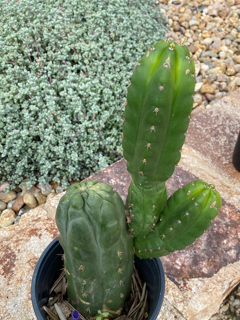 #EC262 EXACT Trichocereus Pachanoi Monstrose TPM Cactus 14"