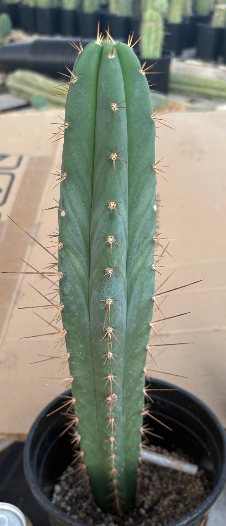 #EC262 EXACT Trichocereus Pachanoi Monstrose TPM X (SS02 x Juuls) Cactus 15”-Cactus - Large - Exact-The Succulent Source