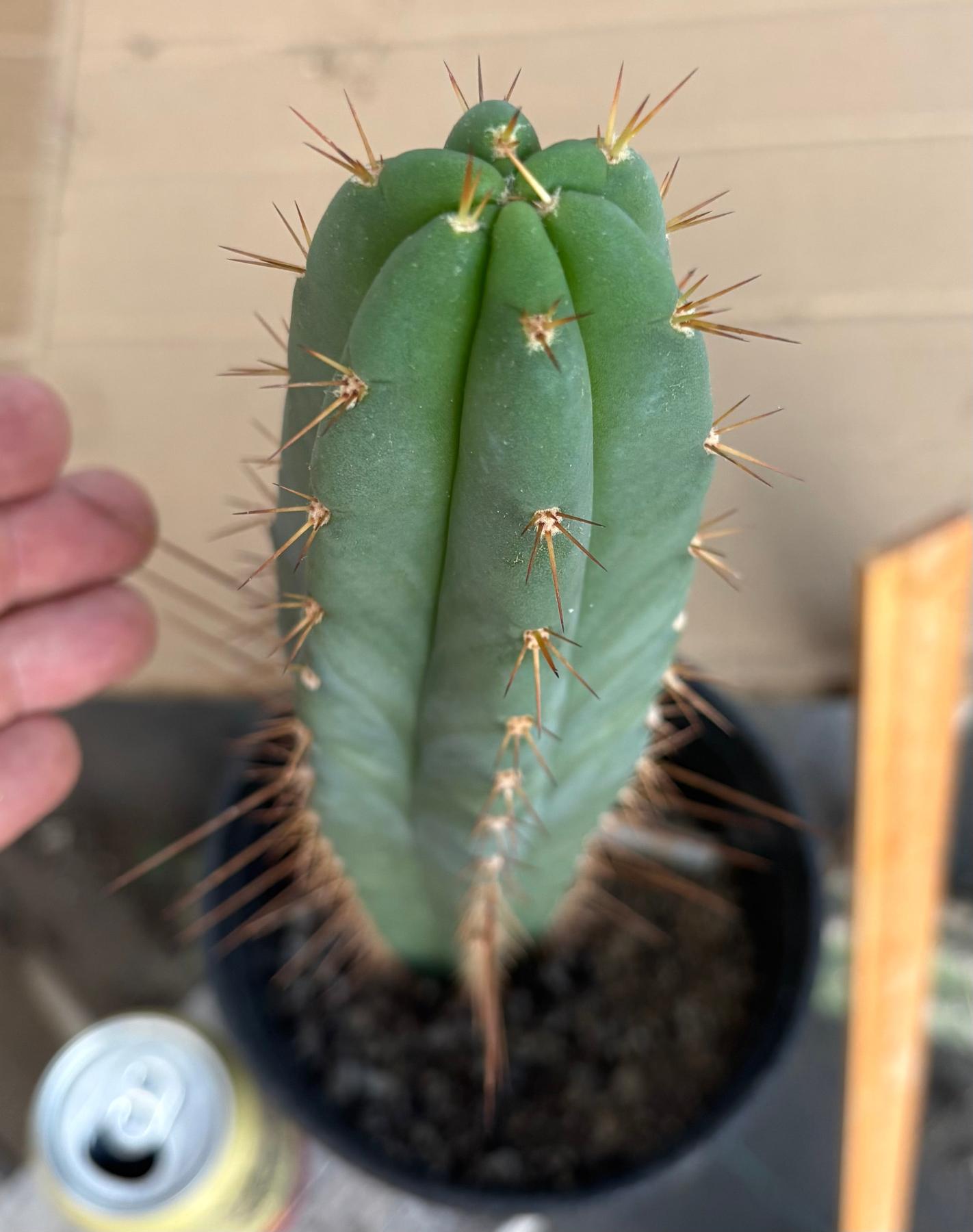 #EC262 EXACT Trichocereus Pachanoi Monstrose TPM X (SS02 x Juuls) Cactus 15”-Cactus - Large - Exact-The Succulent Source