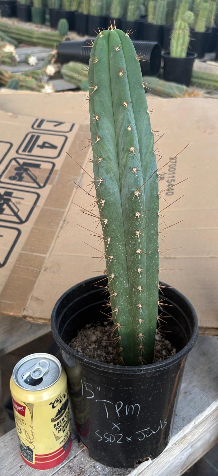 #EC262 EXACT Trichocereus Pachanoi Monstrose TPM X (SS02 x Juuls) Cactus 15”-Cactus - Large - Exact-The Succulent Source