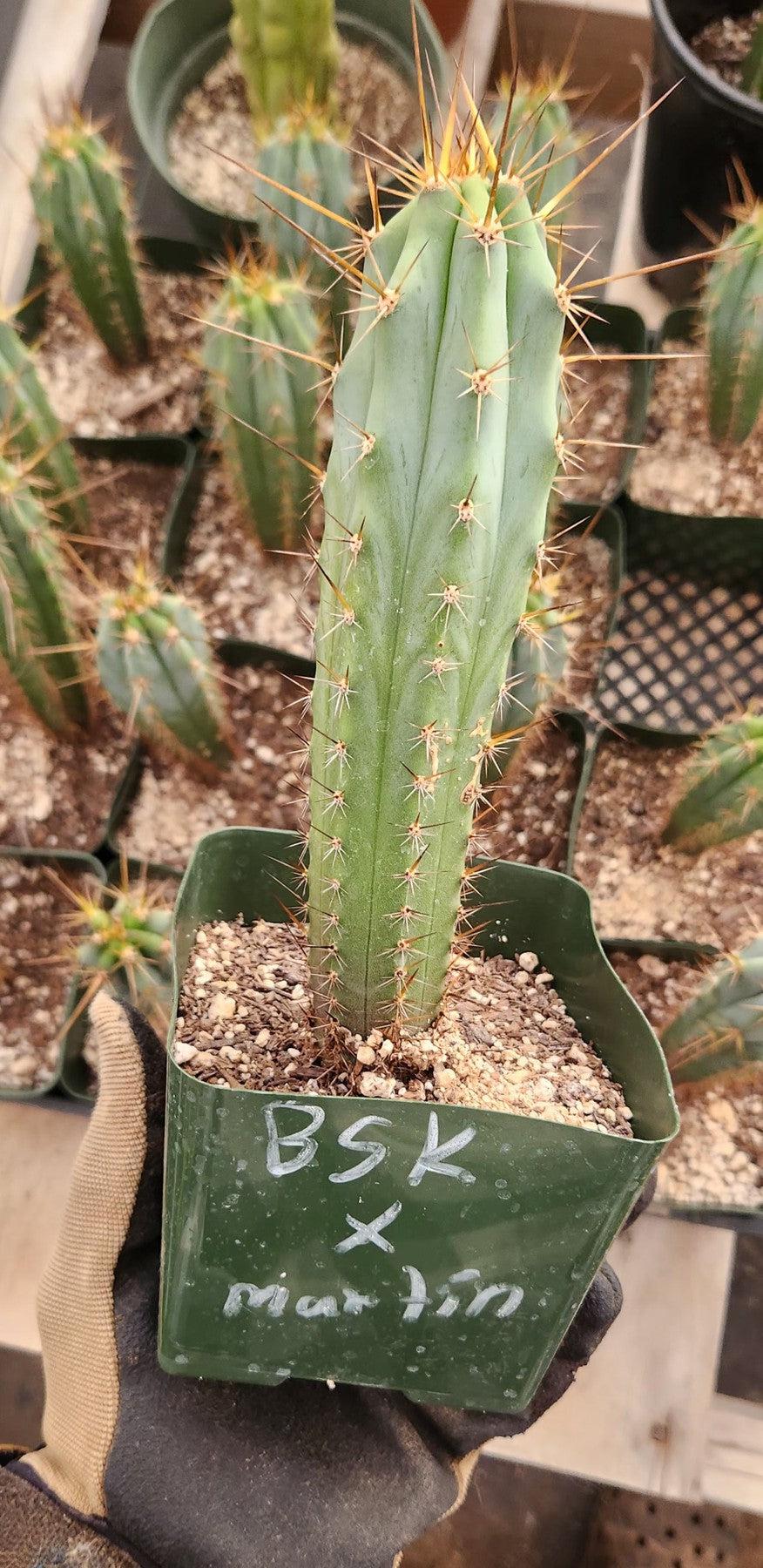 #EC263 EXACT Trichocereus Hybrid Bridgesii BSK X Peru Martin Cactus 6-7”-Cactus - Large - Exact-The Succulent Source