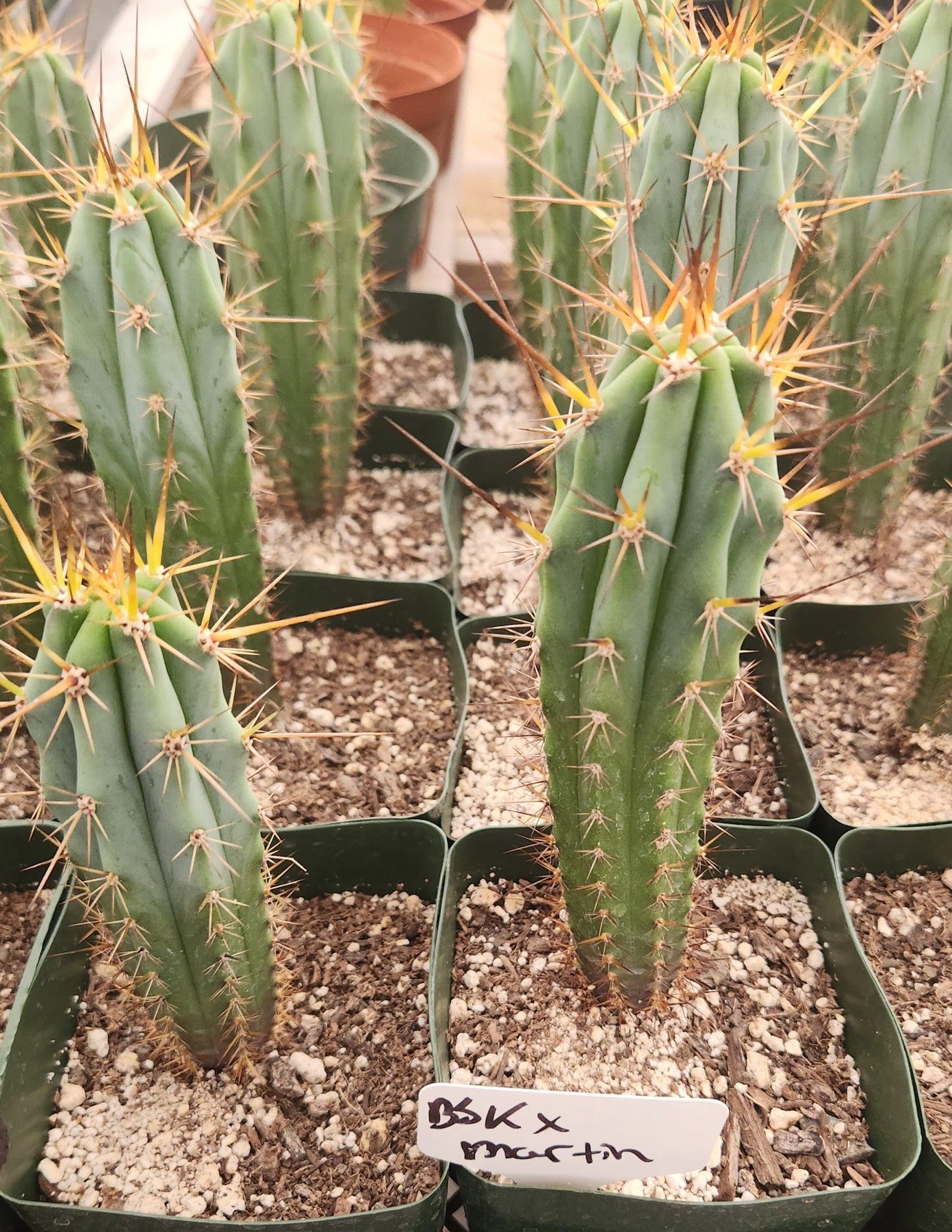 #EC263 EXACT Trichocereus Hybrid Bridgesii BSK X Peru Martin Cactus 6-7”-Cactus - Large - Exact-The Succulent Source