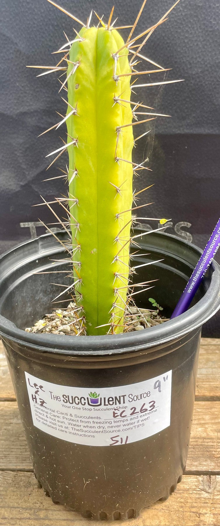 #EC263 EXACT Trichocereus Hybrid Bridgesii Lee X HZ Cactus 9”-Cactus - Large - Exact-The Succulent Source