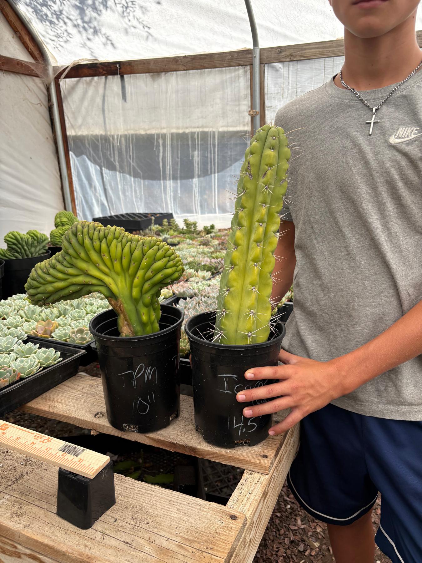 #EC263 EXACT Trichocereus Options by Justus-Cactus - Large - Exact-The Succulent Source