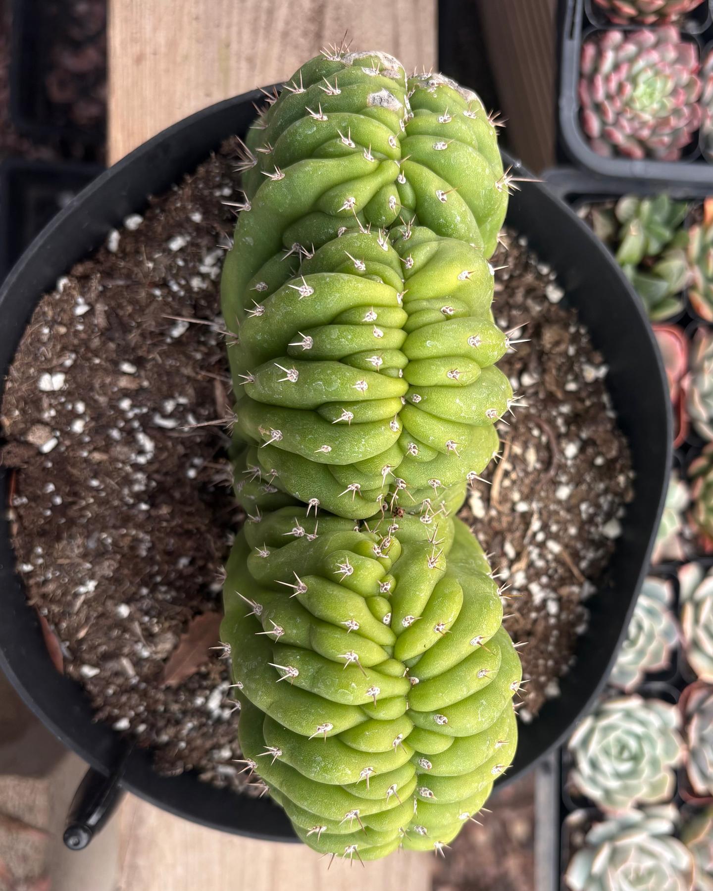 #EC264 EXACT Trichocereus Pachanoi Crested San Pedro Cactus-Cactus - Large - Exact-The Succulent Source