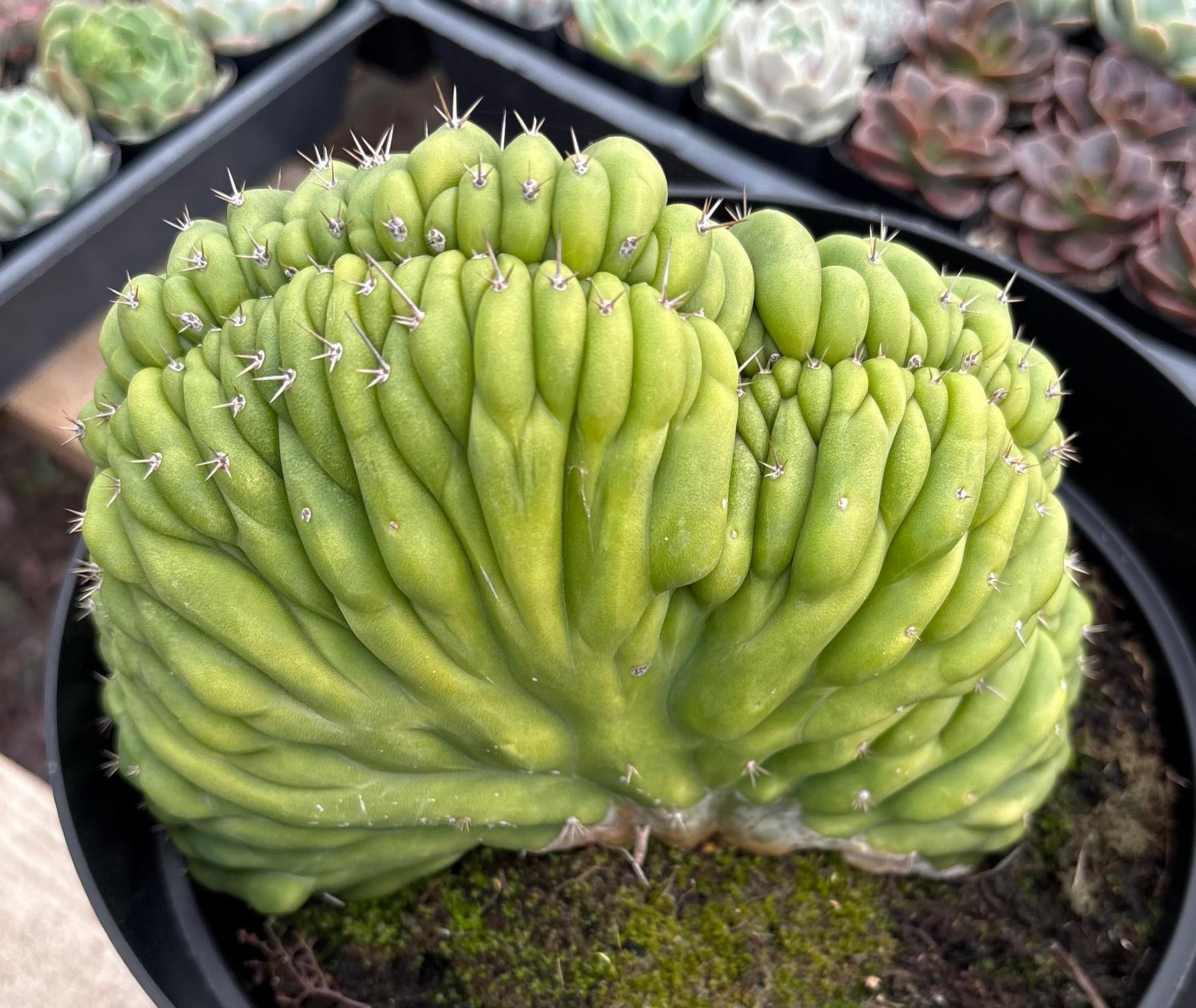 #EC264 EXACT Trichocereus Pachanoi Crested San Pedro Cactus-Cactus - Large - Exact-The Succulent Source