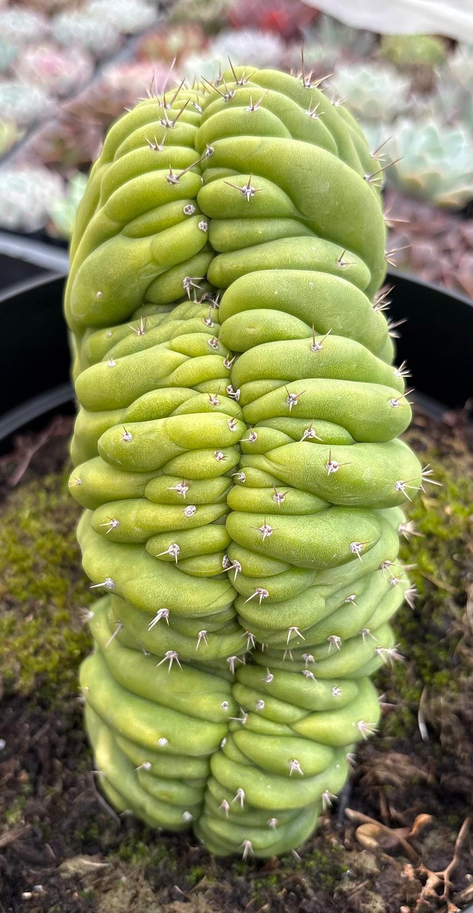 #EC264 EXACT Trichocereus Pachanoi Crested San Pedro Cactus-Cactus - Large - Exact-The Succulent Source