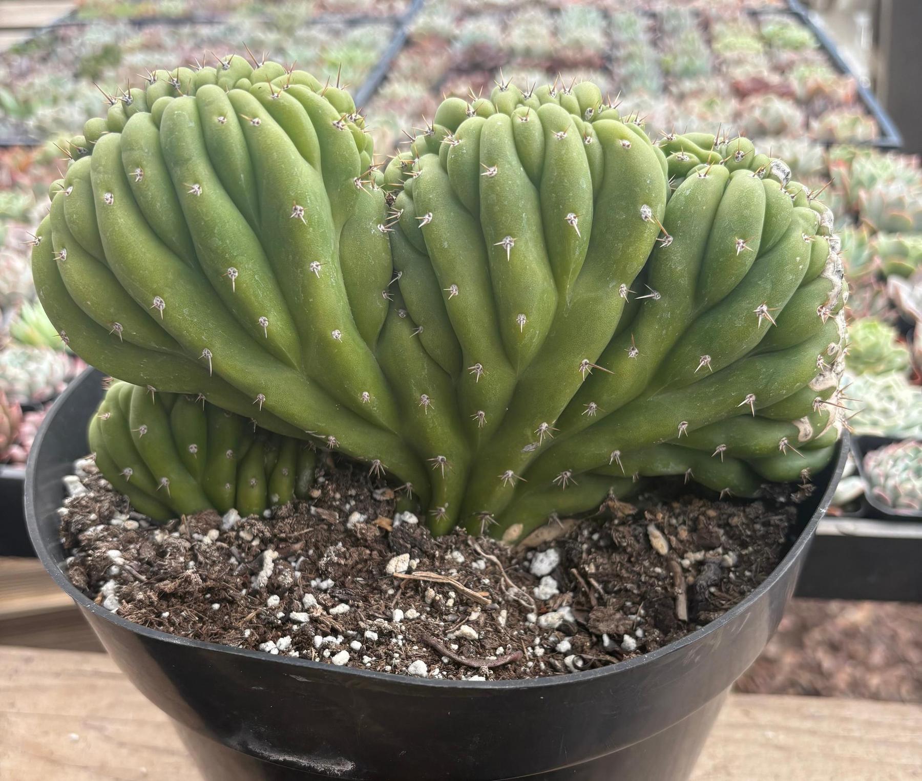 #EC264 EXACT Trichocereus Pachanoi Crested San Pedro Cactus-Cactus - Large - Exact-The Succulent Source