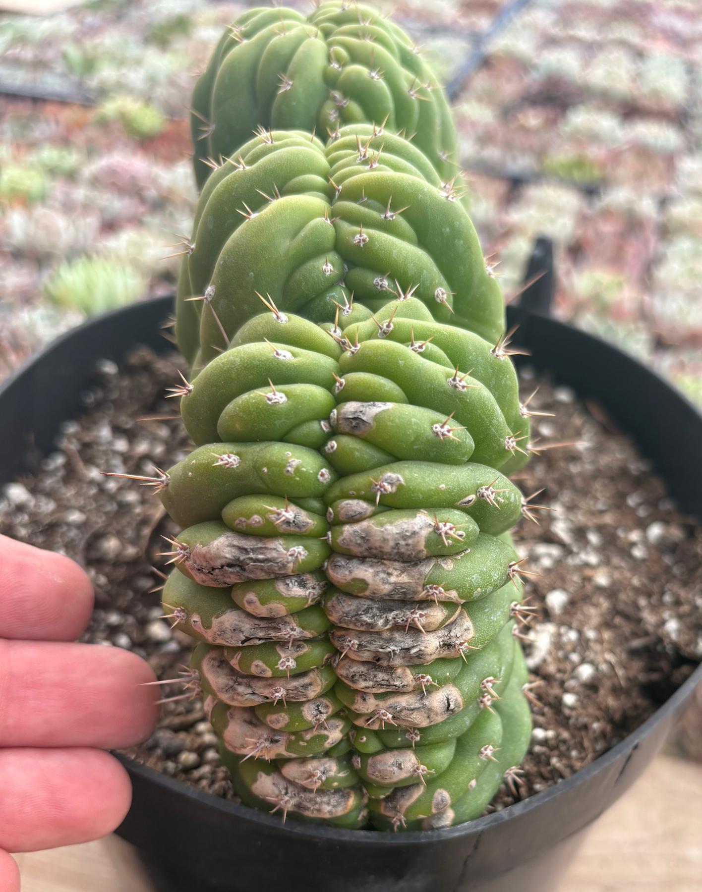 #EC264 EXACT Trichocereus Pachanoi Crested San Pedro Cactus-Cactus - Large - Exact-The Succulent Source