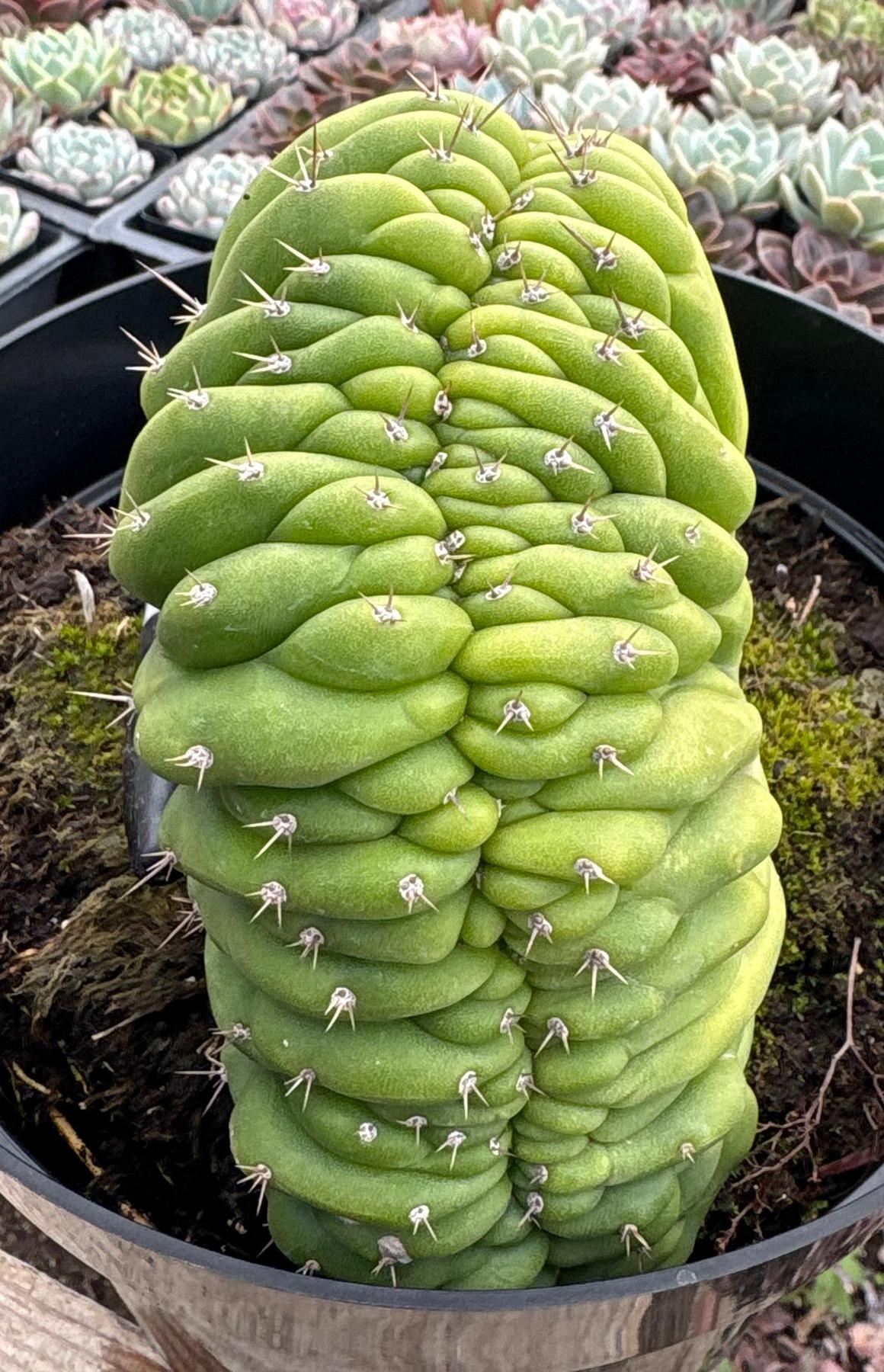 #EC264 EXACT Trichocereus Pachanoi Crested San Pedro Cactus-Cactus - Large - Exact-The Succulent Source