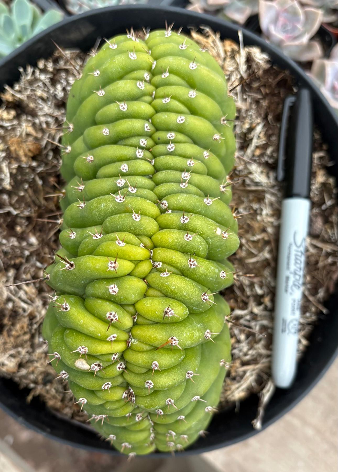 #EC264 EXACT Trichocereus Pachanoi Crested San Pedro Cactus-Cactus - Large - Exact-The Succulent Source