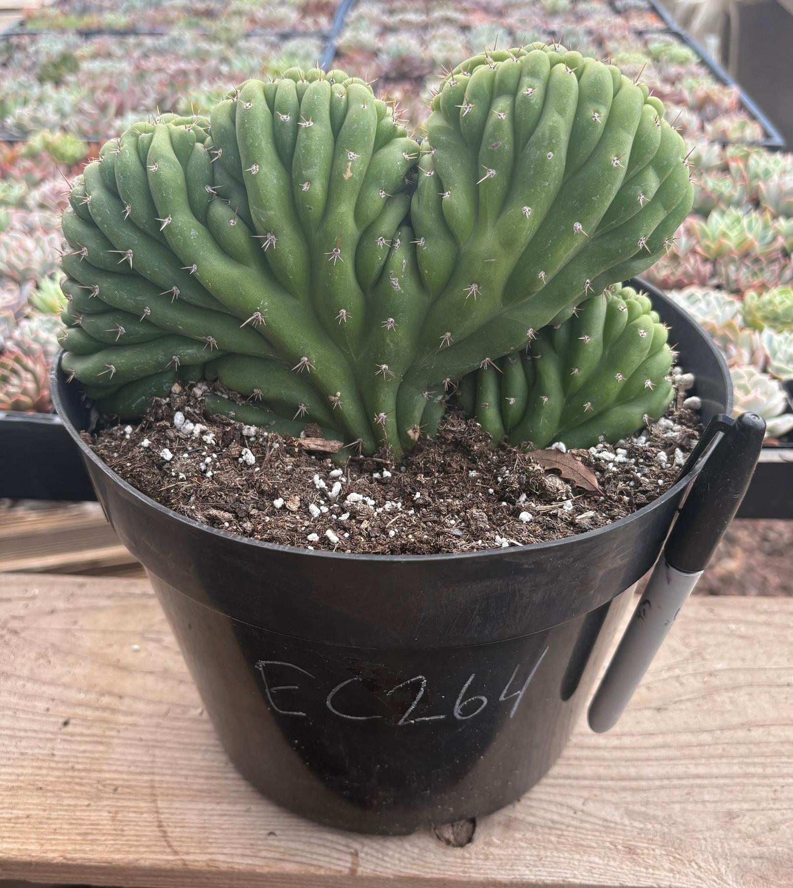 #EC264 EXACT Trichocereus Pachanoi Crested San Pedro Cactus-Cactus - Large - Exact-The Succulent Source