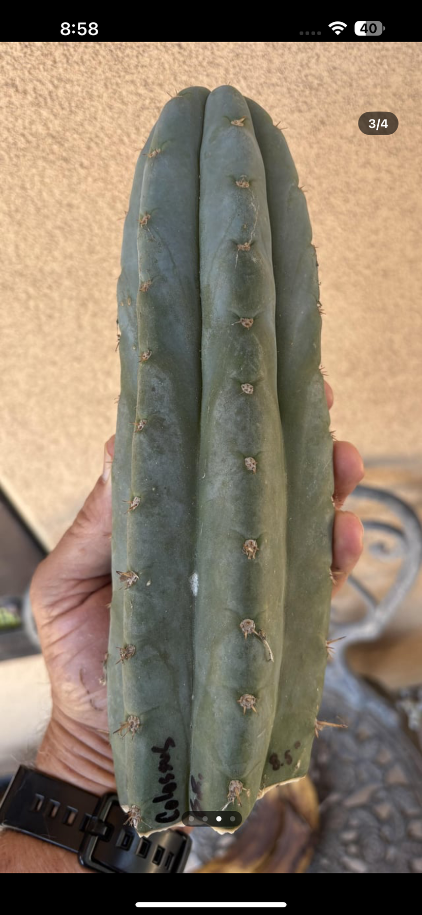 #EC265 EXACT Trichocereus Colossus Cactus 8.5" cutting-Cactus - Large - Exact-The Succulent Source