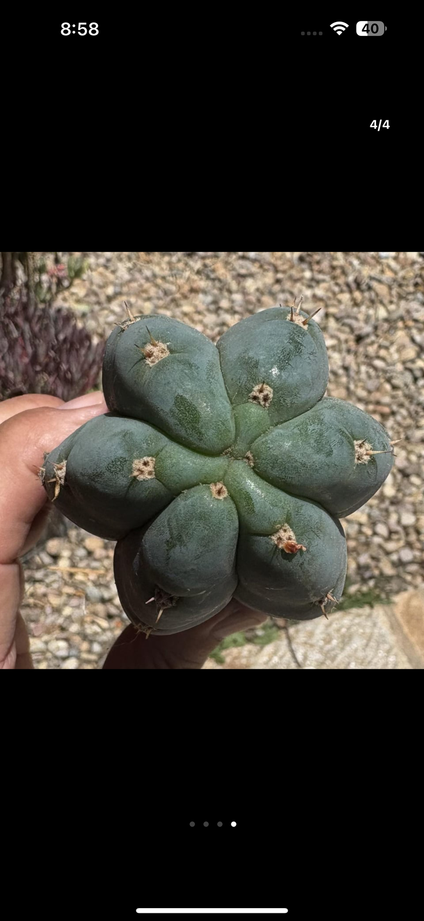 #EC265 EXACT Trichocereus Colossus Cactus 8.5" cutting-Cactus - Large - Exact-The Succulent Source