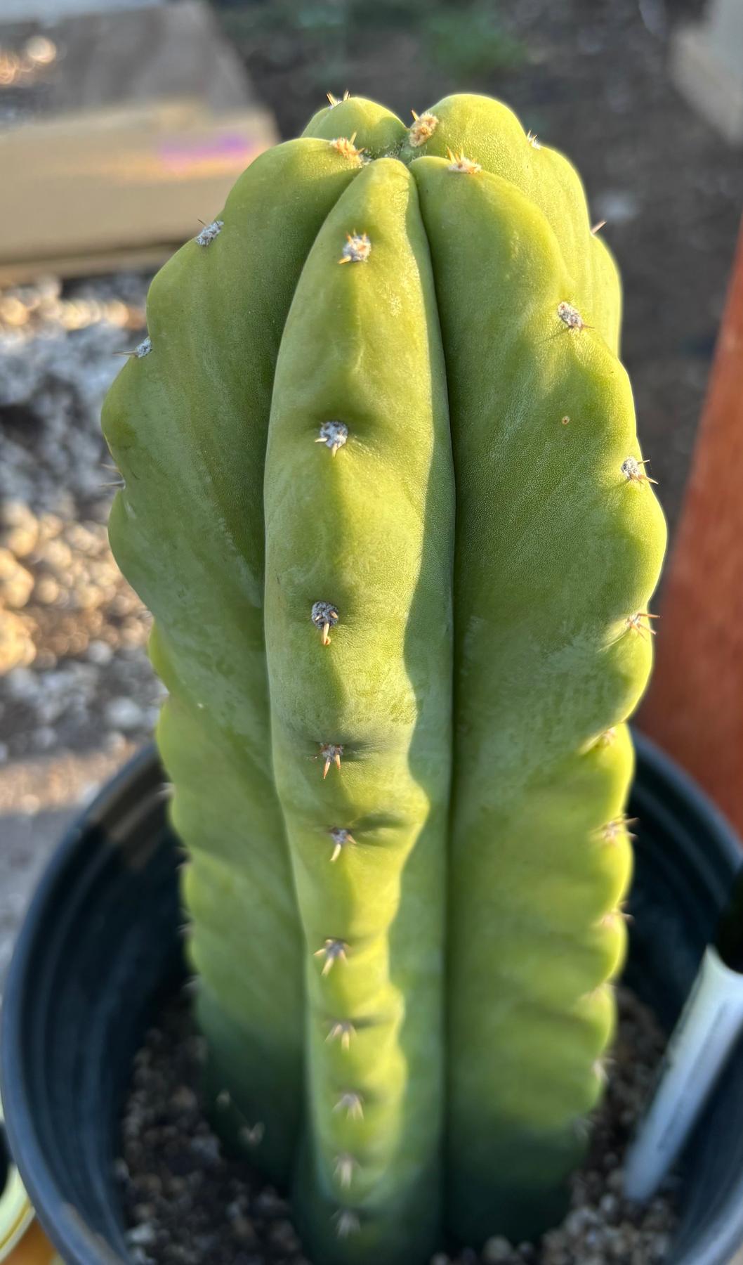 #EC266 EXACT Trichocereus Pachanoi SKIP Cactus Cutting 10”-Cactus - Large - Exact-The Succulent Source