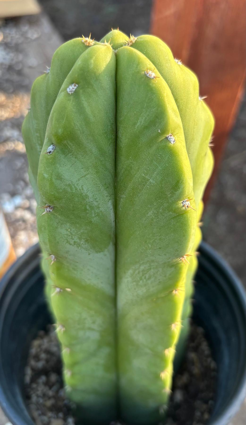 #EC266 EXACT Trichocereus Pachanoi SKIP Cactus Cutting 10”-Cactus - Large - Exact-The Succulent Source