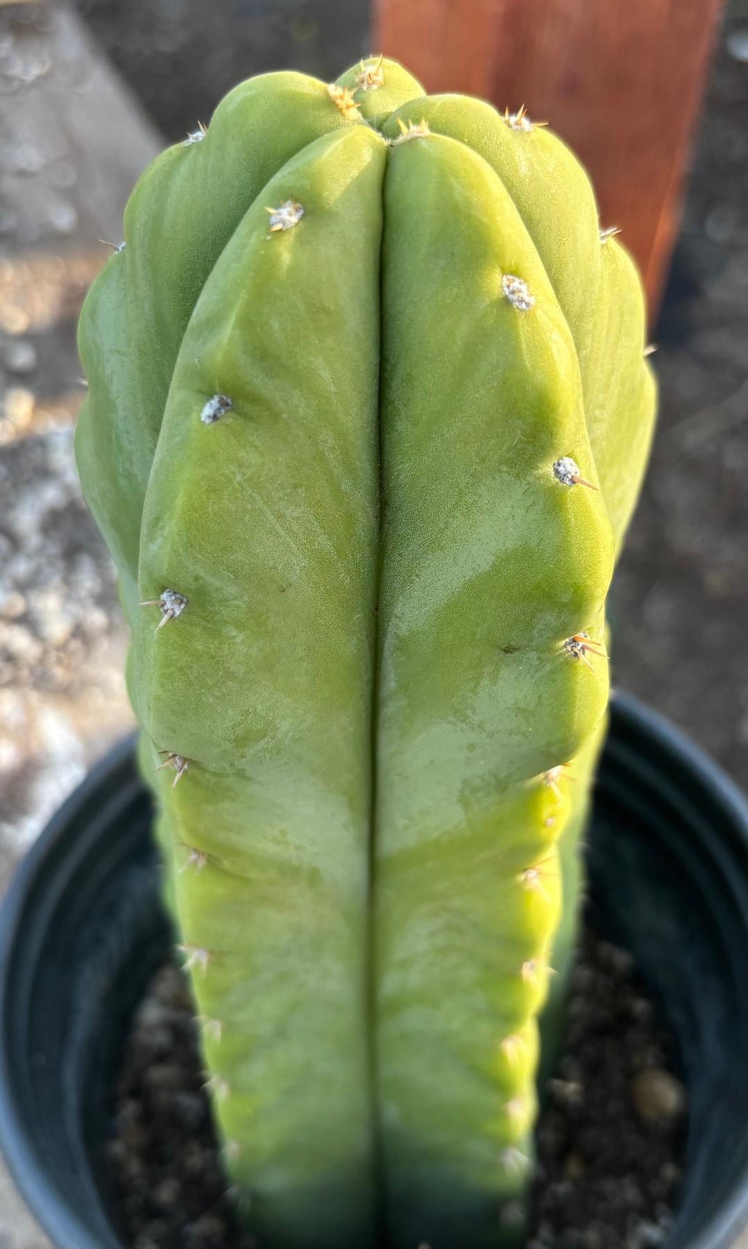 #EC266 EXACT Trichocereus Pachanoi SKIP Cactus Cutting 10”-Cactus - Large - Exact-The Succulent Source