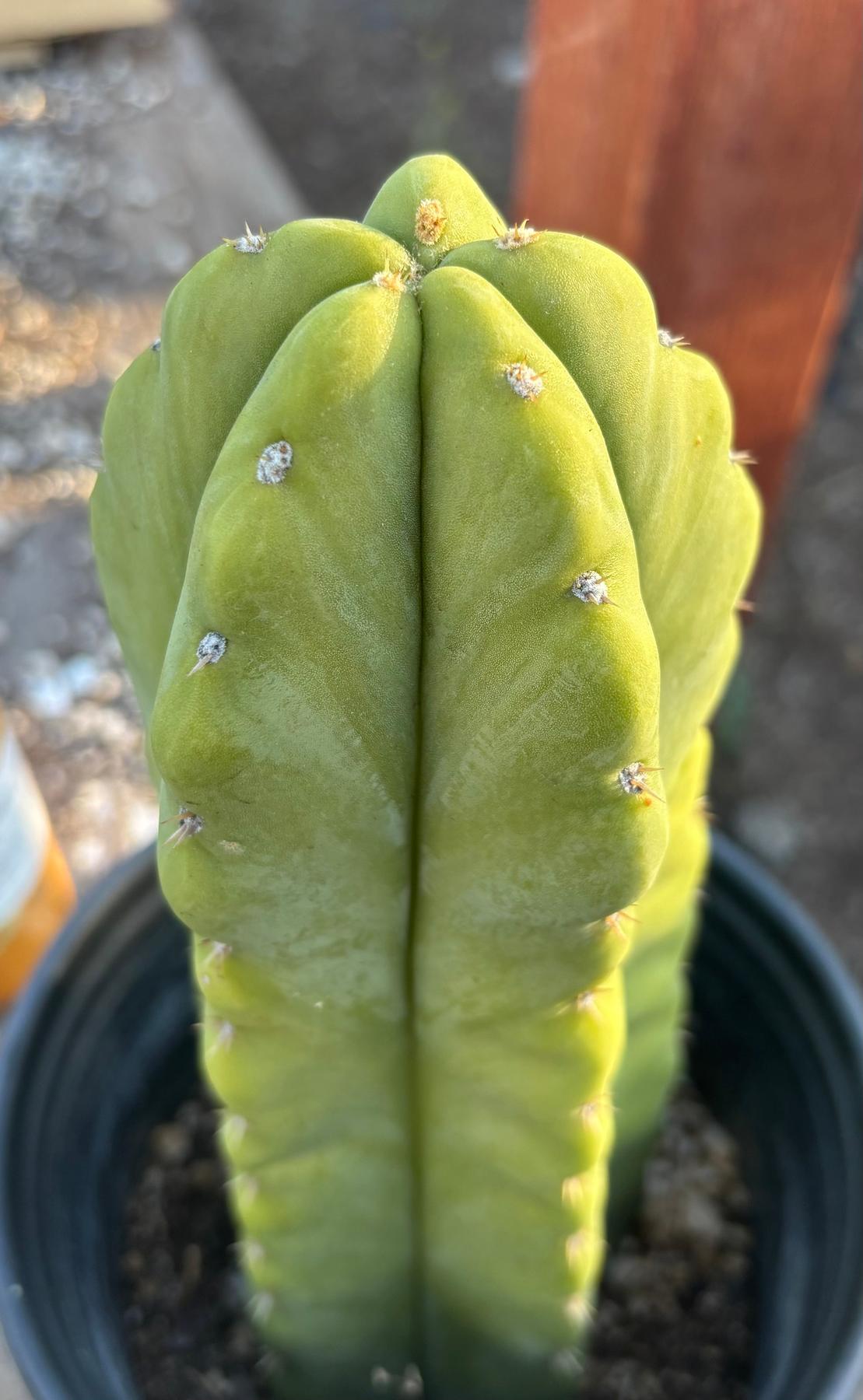 #EC266 EXACT Trichocereus Pachanoi SKIP Cactus Cutting 10”-Cactus - Large - Exact-The Succulent Source