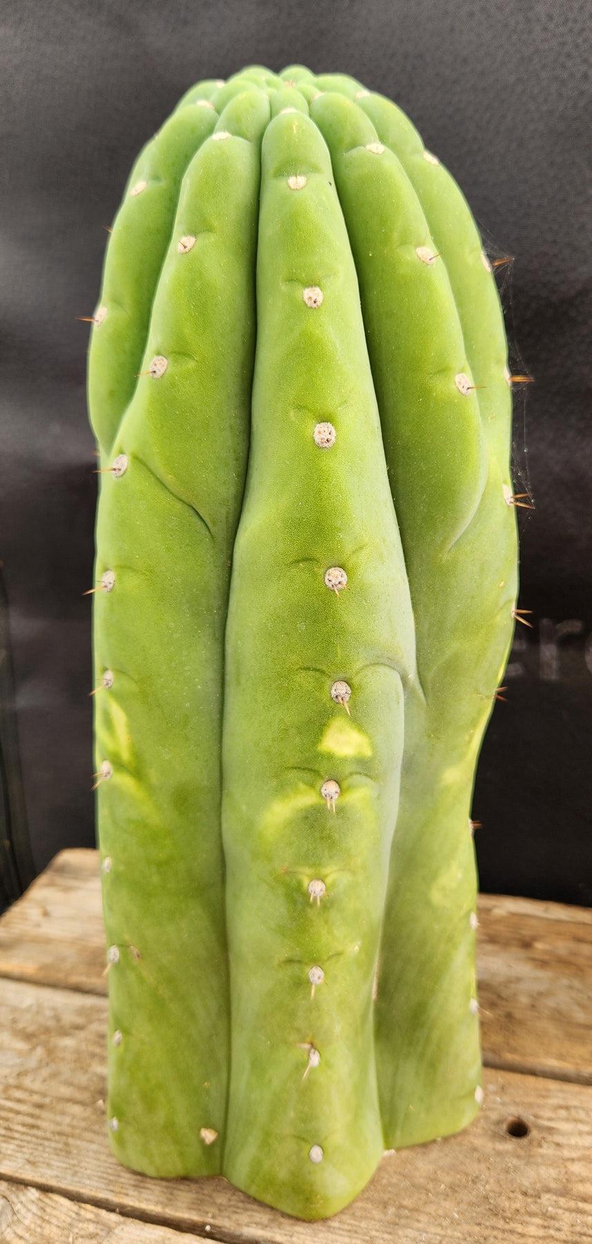 #EC266 EXACT Trichocereus Pachanoi SKIP Cactus Cutting 11.5"-Cactus - Large - Exact-The Succulent Source