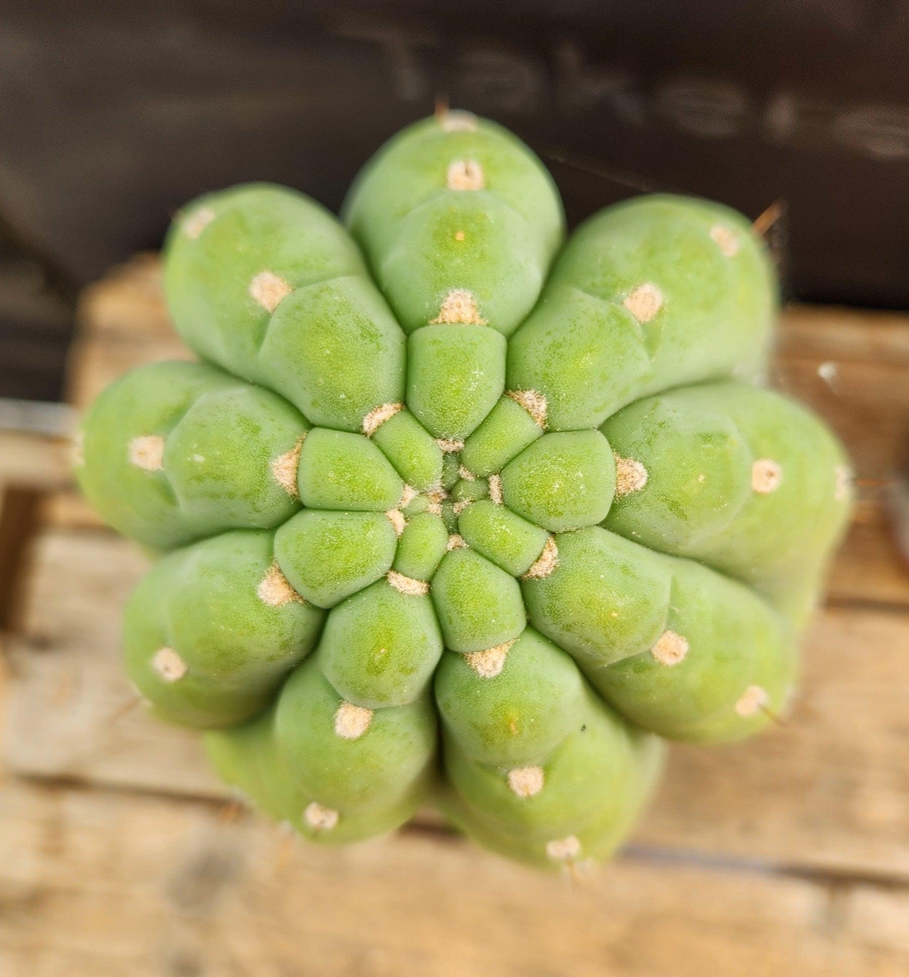 #EC266 EXACT Trichocereus Pachanoi SKIP Cactus Cutting 11.5"-Cactus - Large - Exact-The Succulent Source