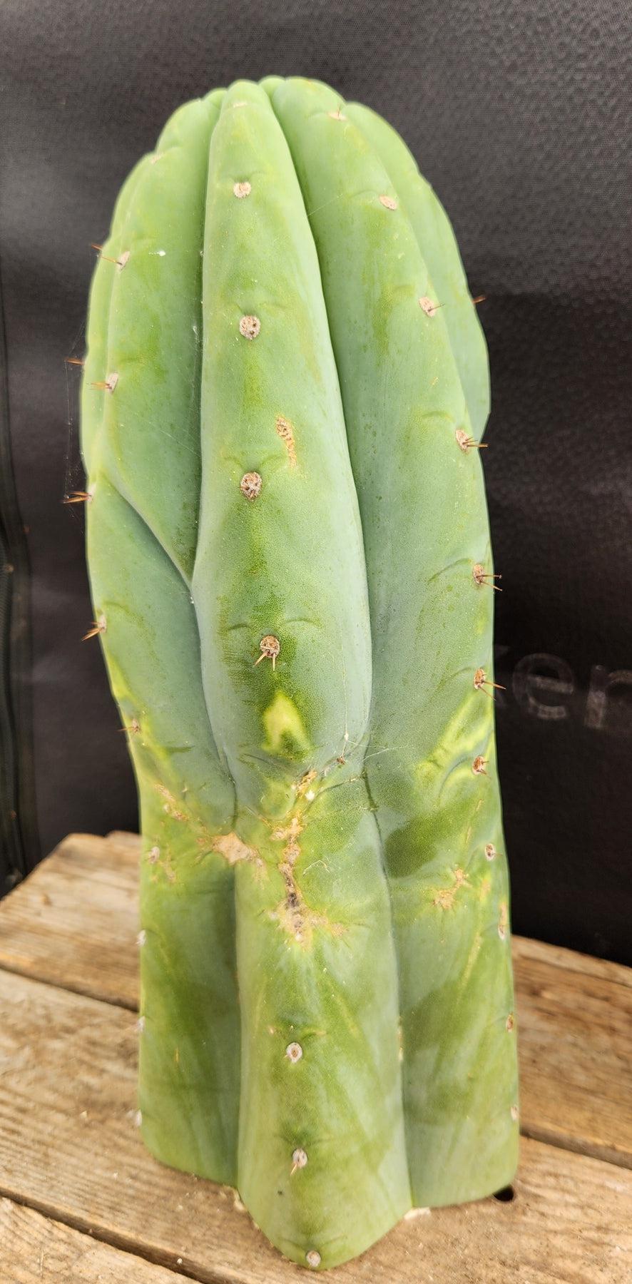 #EC266 EXACT Trichocereus Pachanoi SKIP Cactus Cutting 11.5"-Cactus - Large - Exact-The Succulent Source